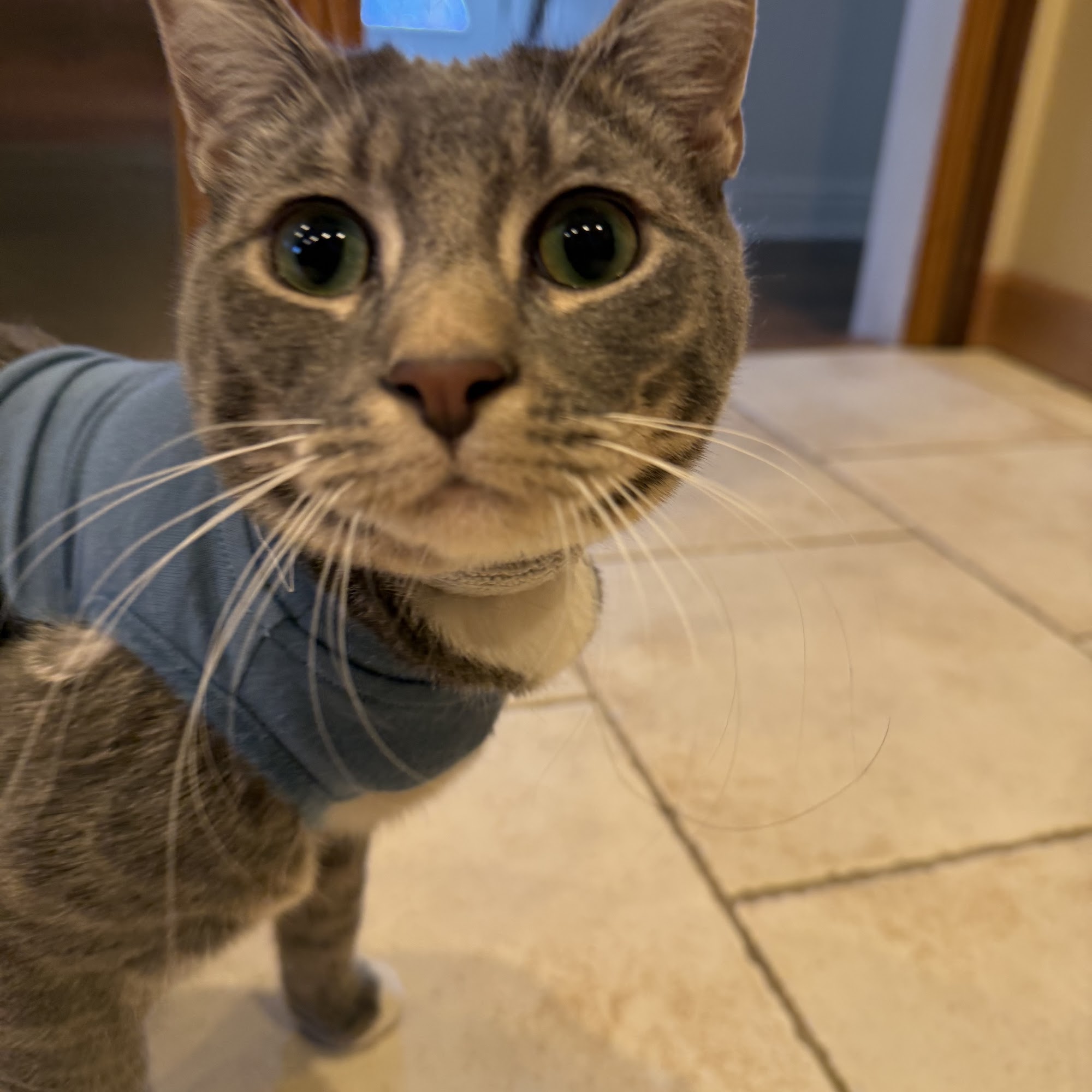 Allendale Veterinary Hospital Allendale