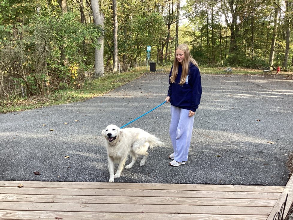 Northcliff Kennels Andover