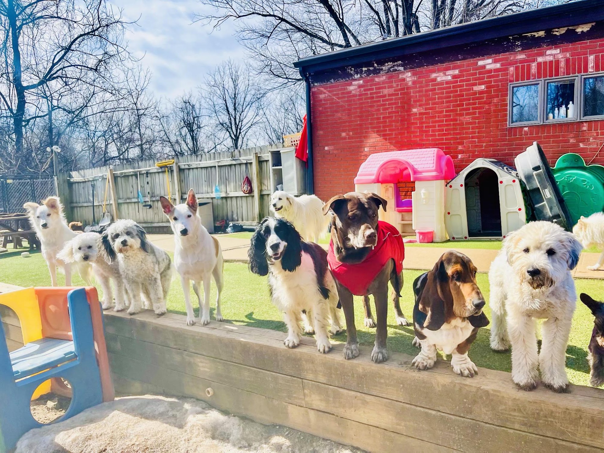 The Puppy Patch Annandale