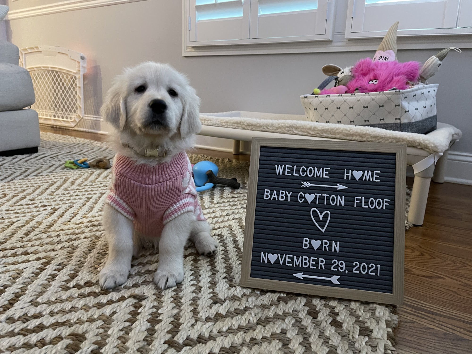 Good Boy Training Asbury Park