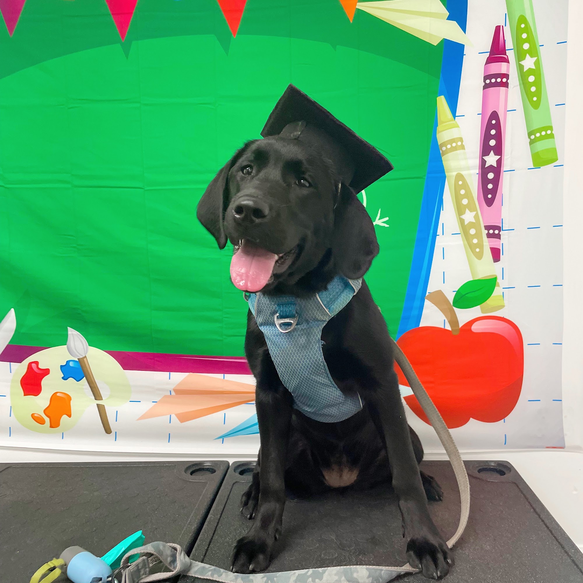 Good Boy Training Asbury Park