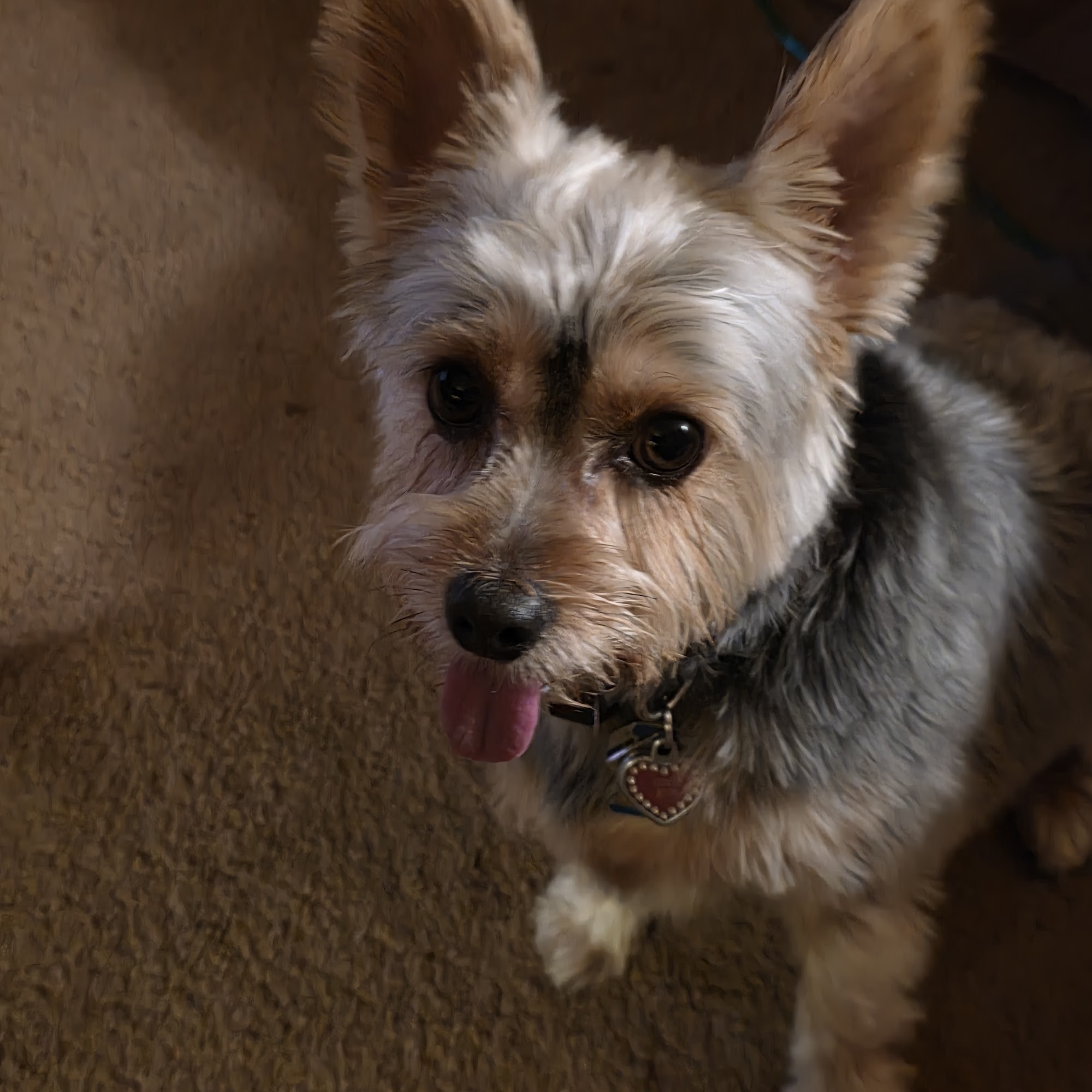 St. Georges Veterinary Hospital Avenel