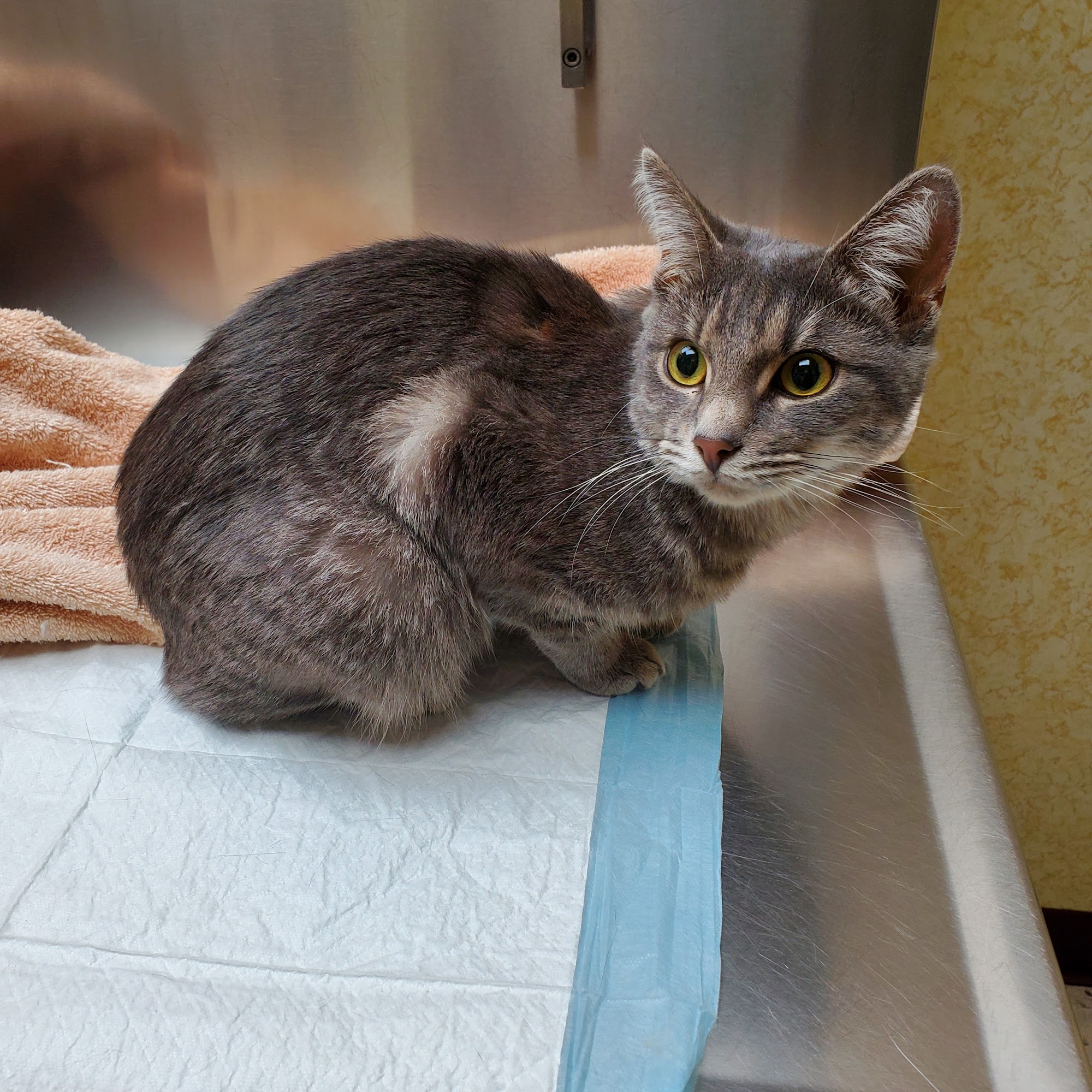 Animal Clinic of Bayonne Bayonne