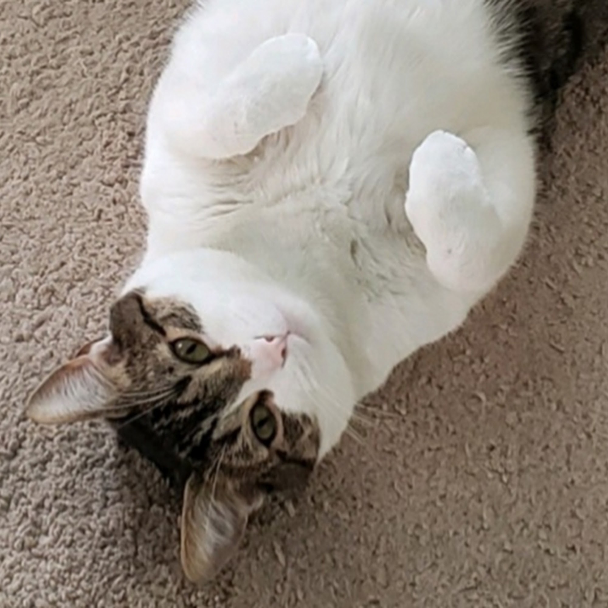 Kris Mammas DVM Bayonne