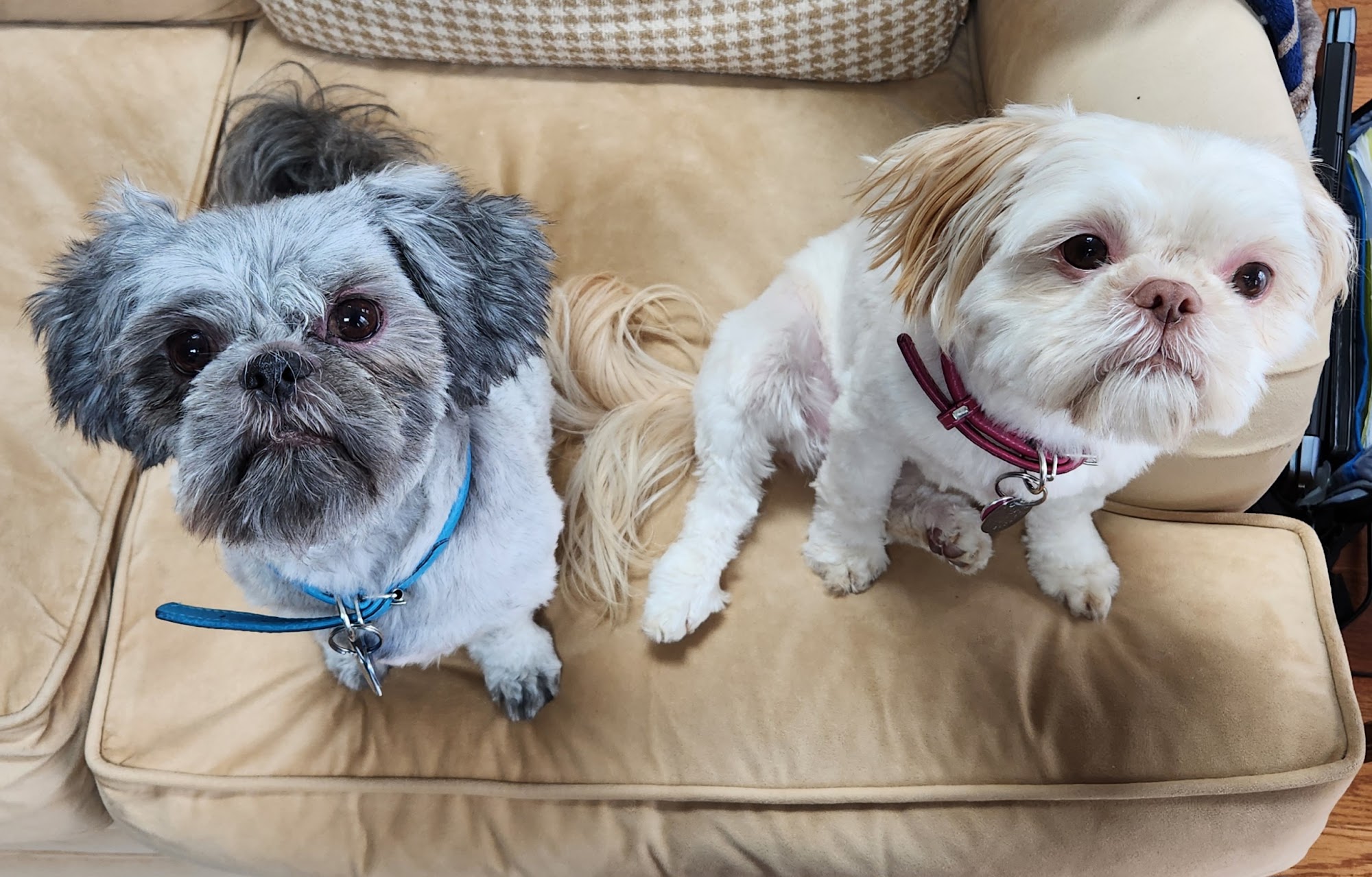 Bayonne Veterinary Medical Bayonne