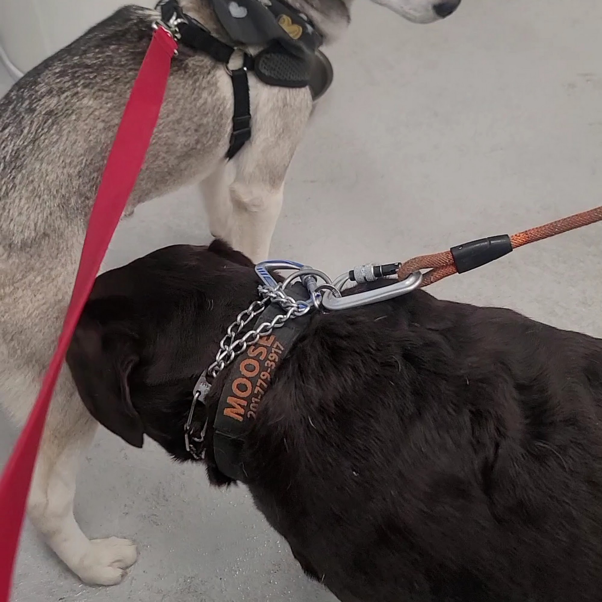 Bayonne Veterinary Medical Bayonne