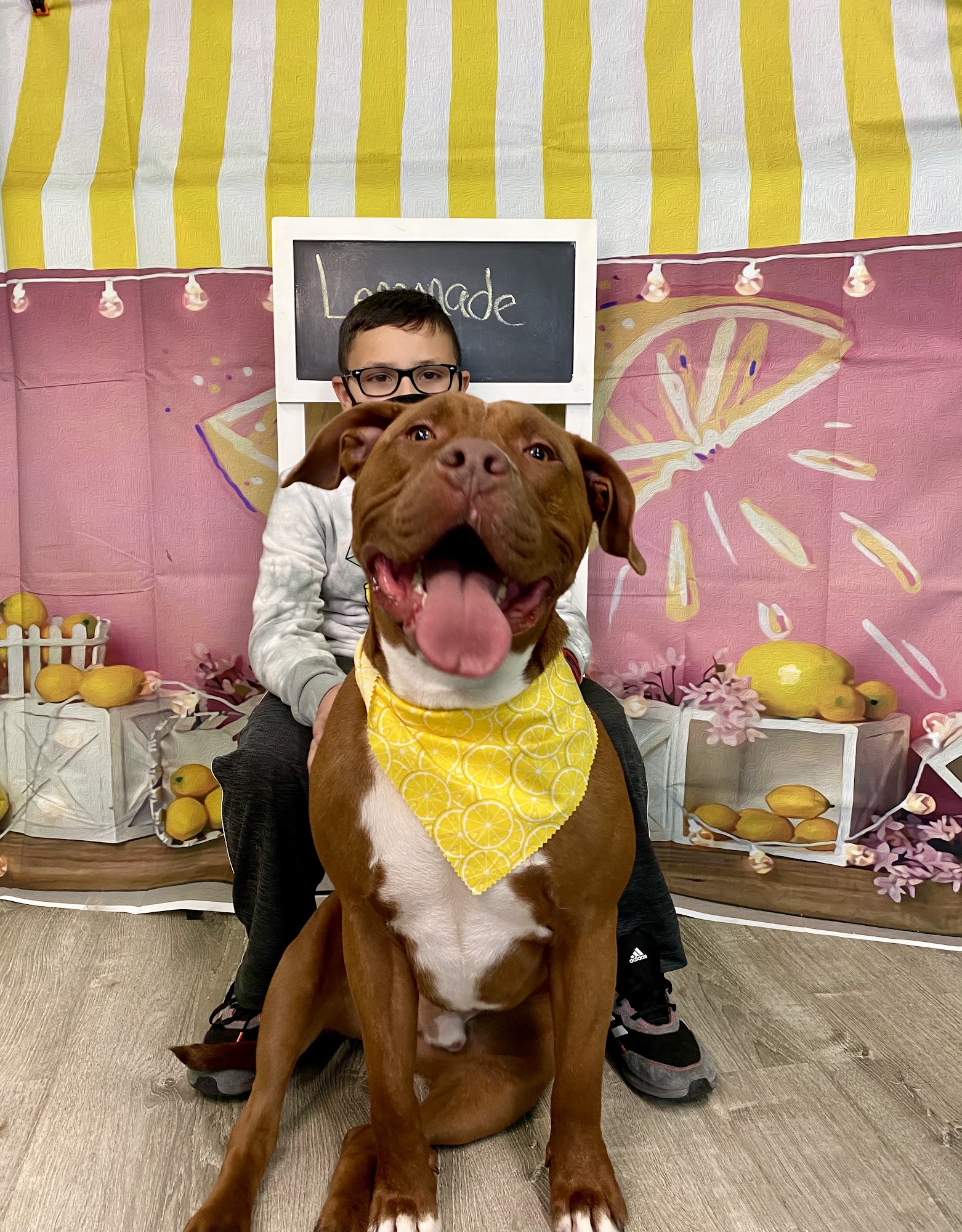 The Grateful Dog Pet Salon Bayville