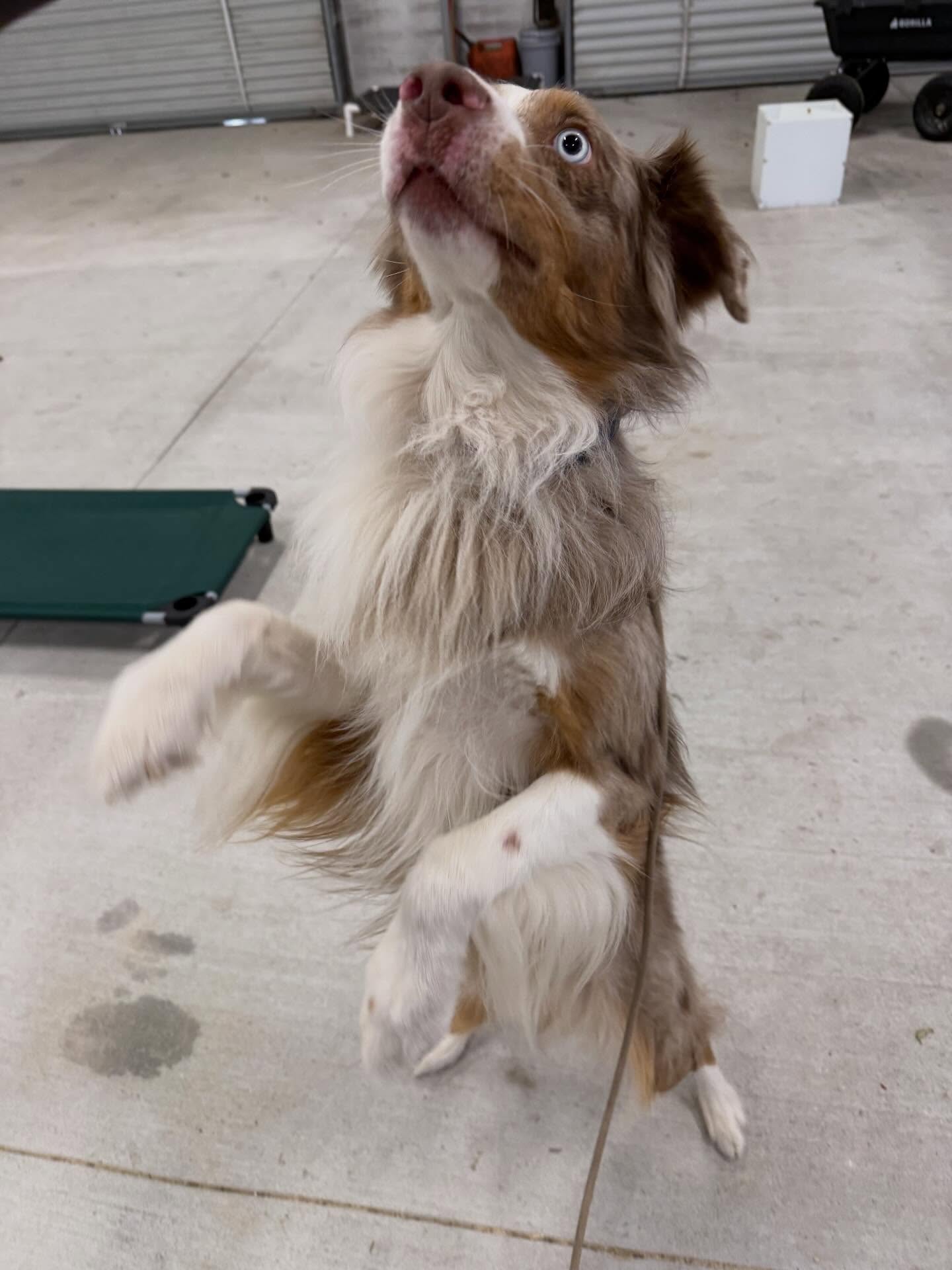 Beau's K-9 Academy Beachwood