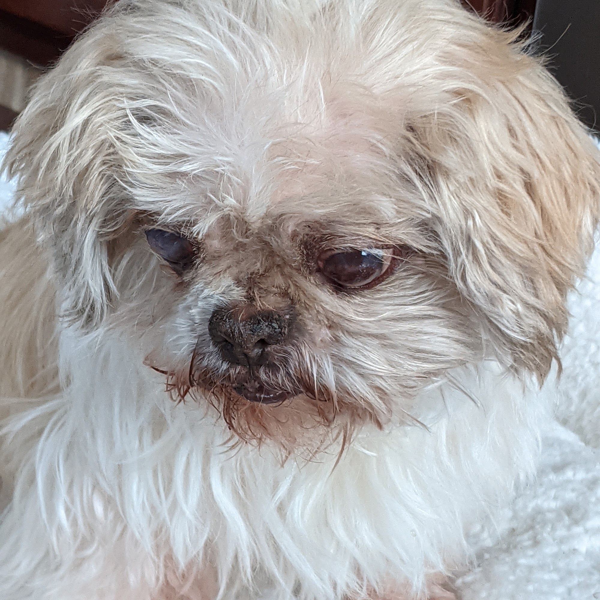 Blaicher Veterinary Health Care Bedminster