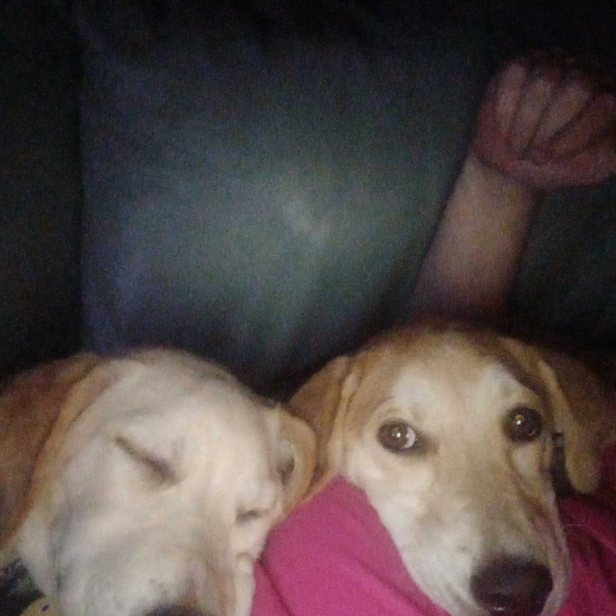 All Paws Veterinary Hospital Belmar