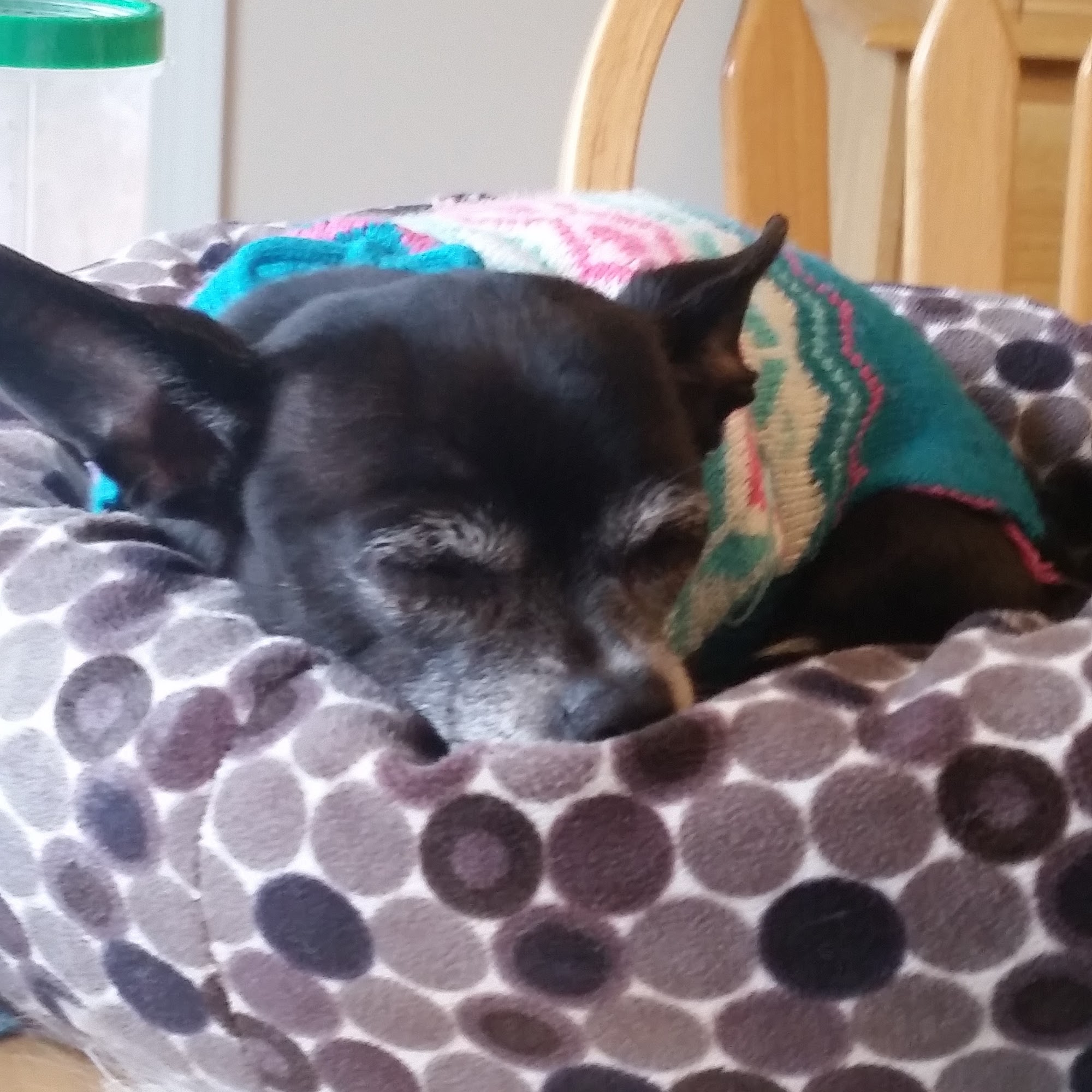 Belmar Wall Animal Hospital Belmar