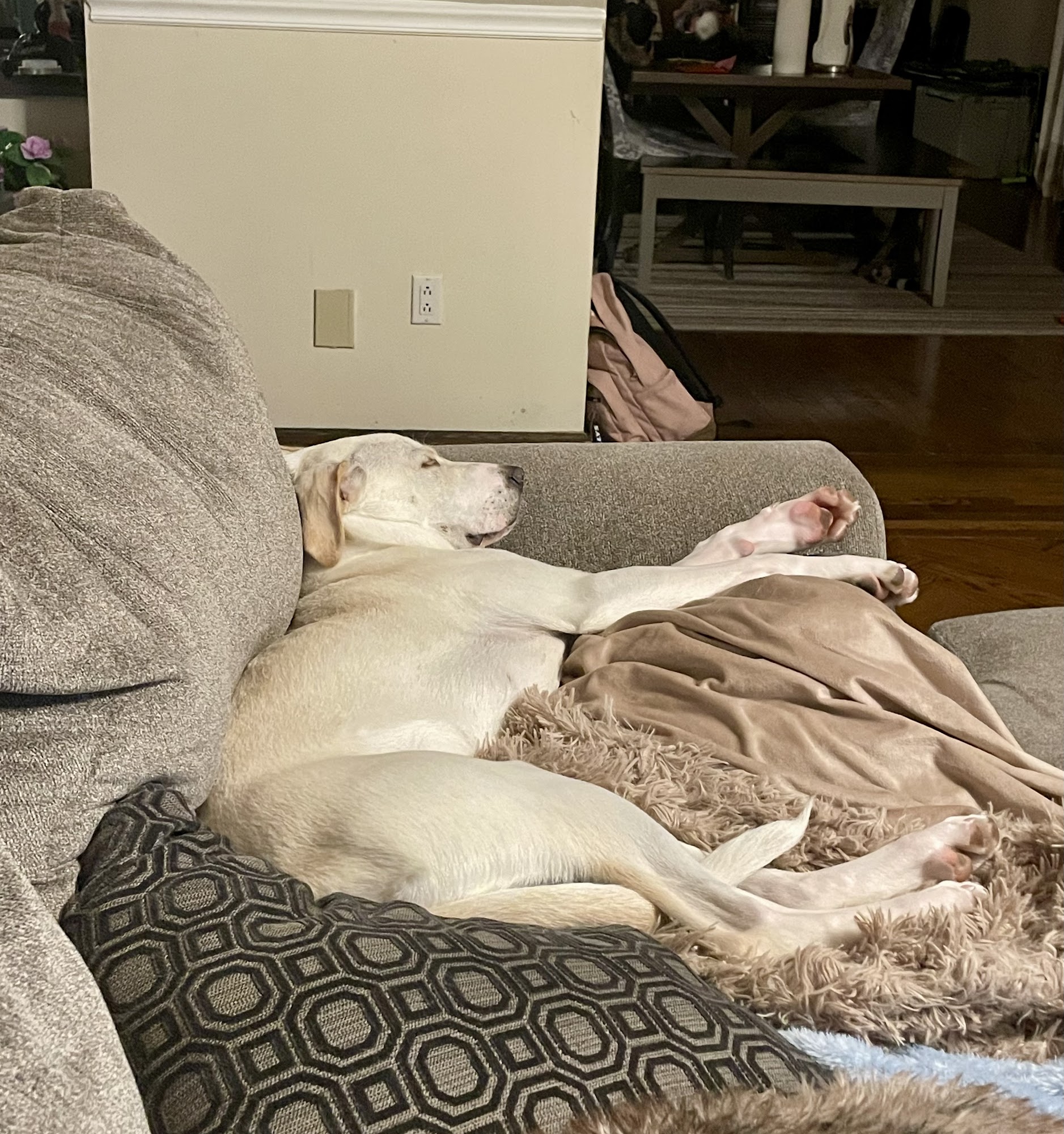 Home For Good Dog Rescue Inc Berkeley Heights