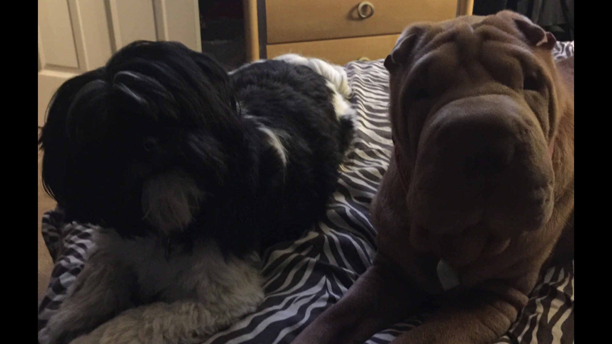 The Three Pooches LLC Berlin