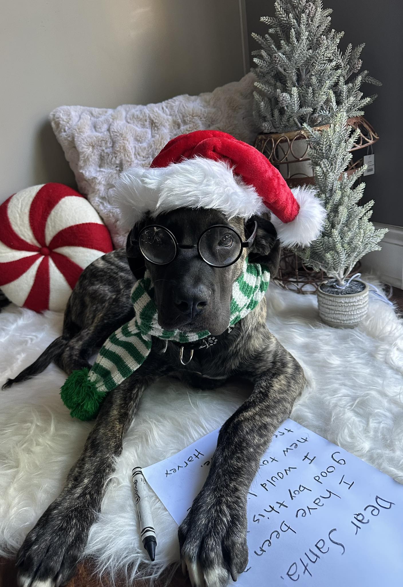 The Three Pooches LLC Berlin