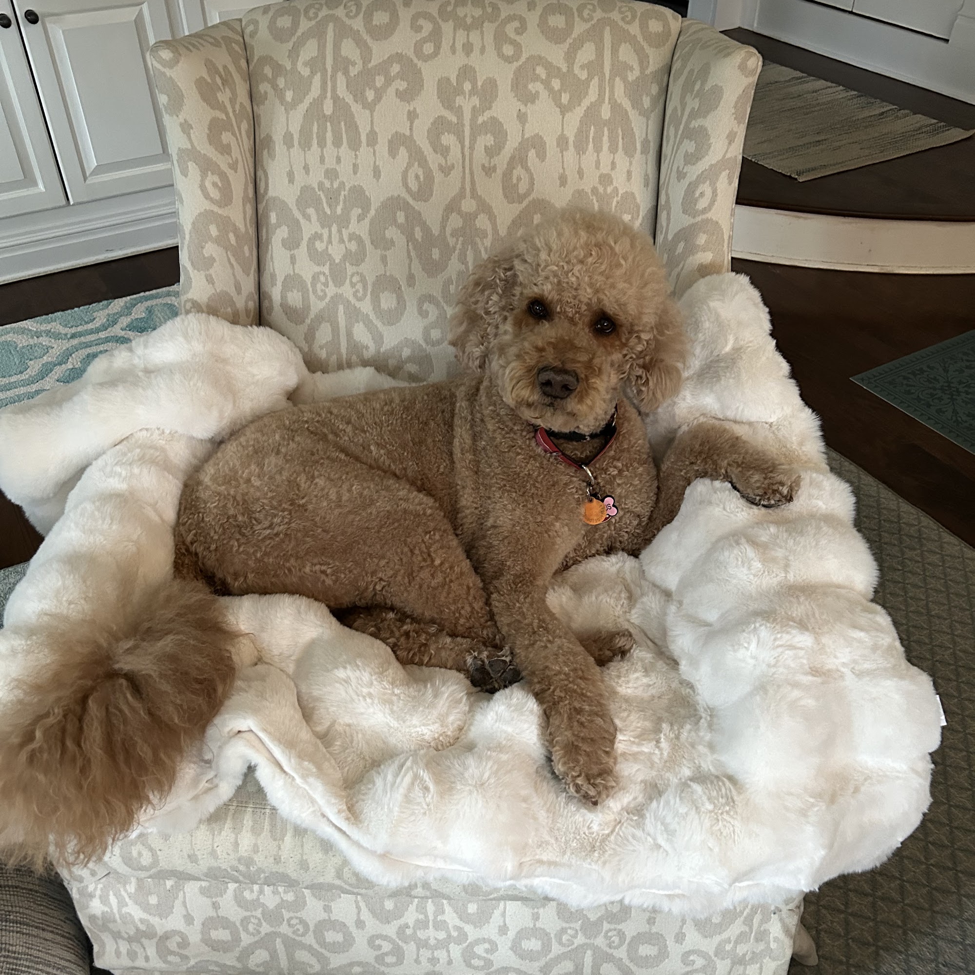 Bernardsville Animal Hospital Bernardsville