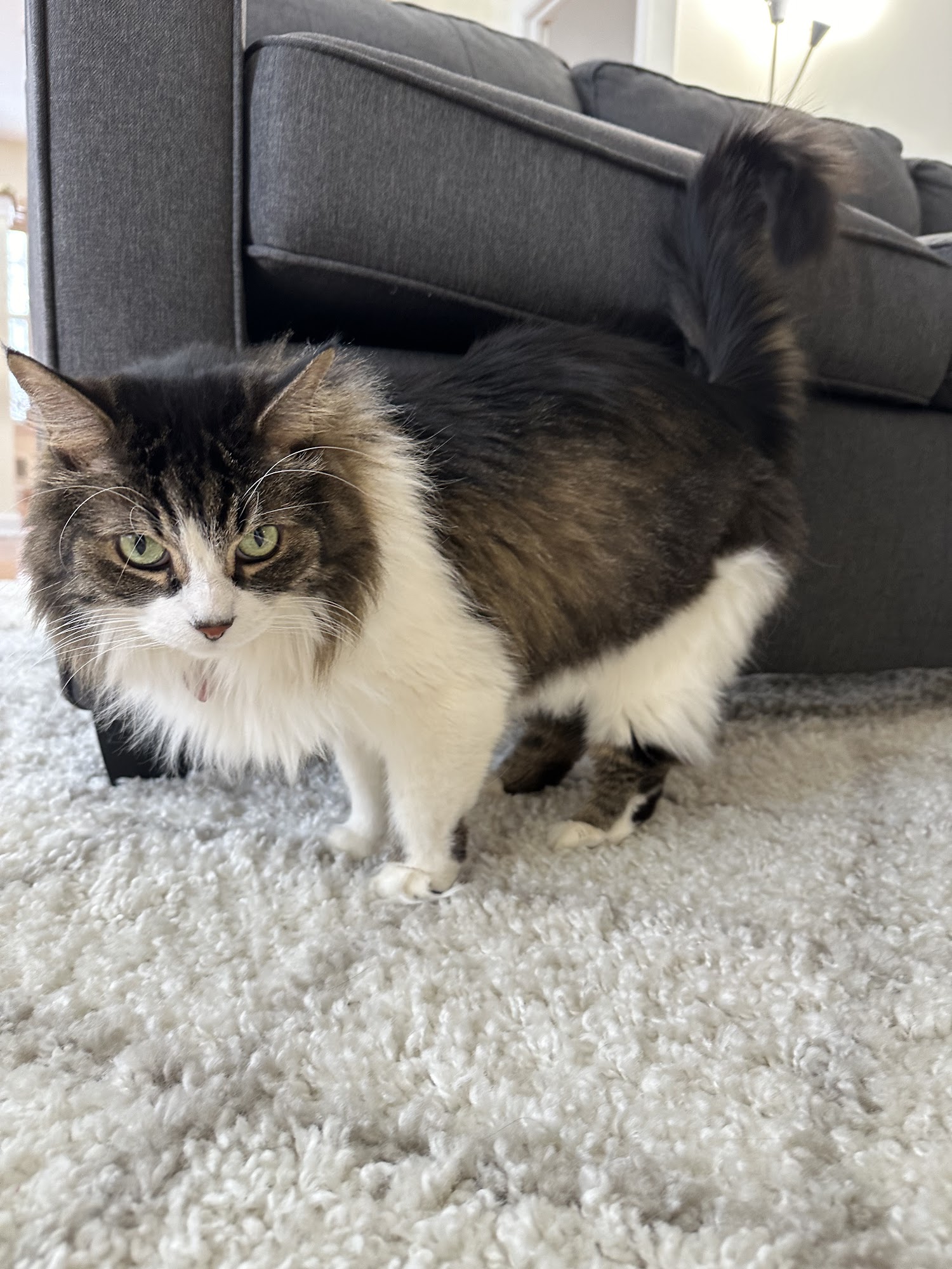 Bernardsville Animal Hospital Bernardsville