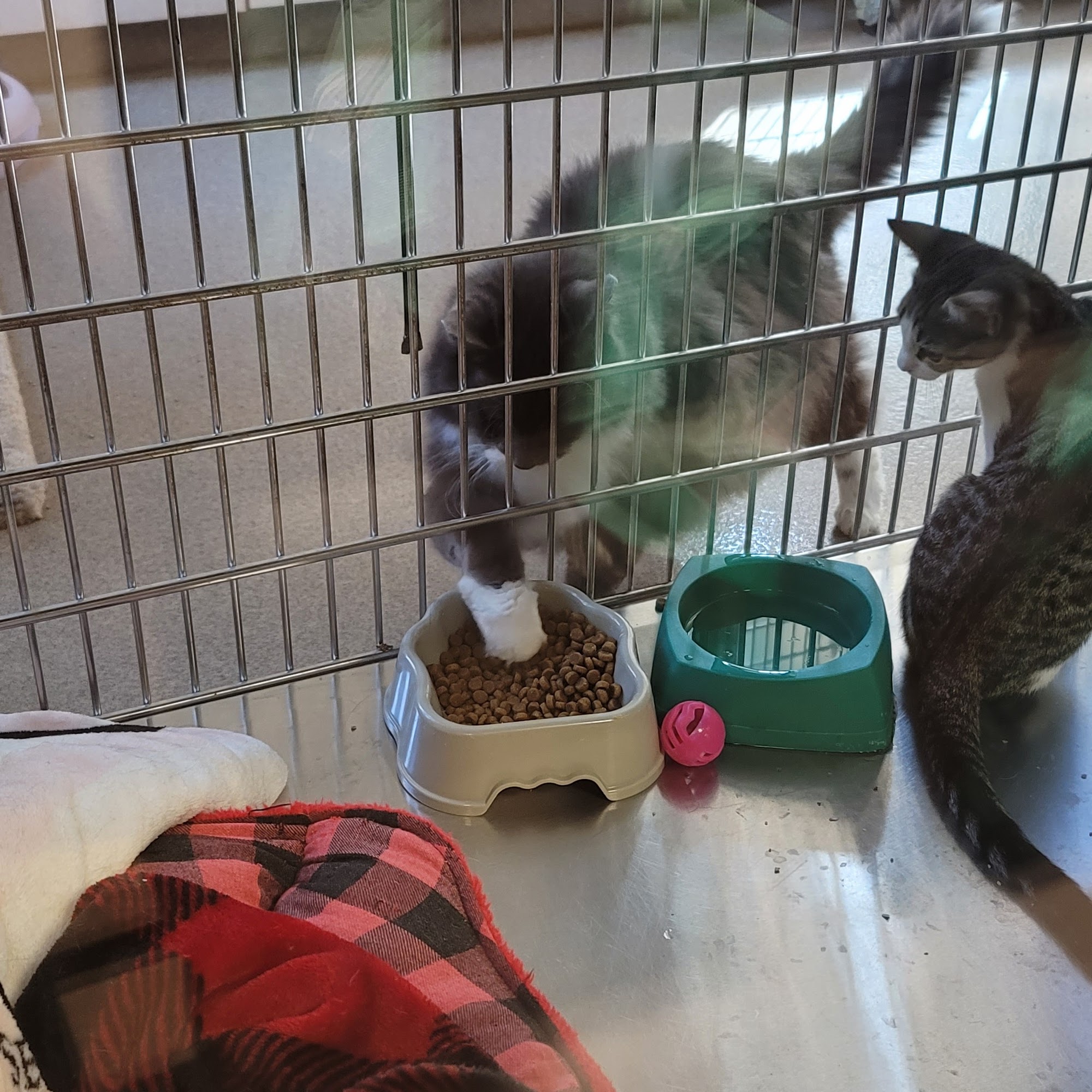 Blackwood Animal Hospital Blackwood