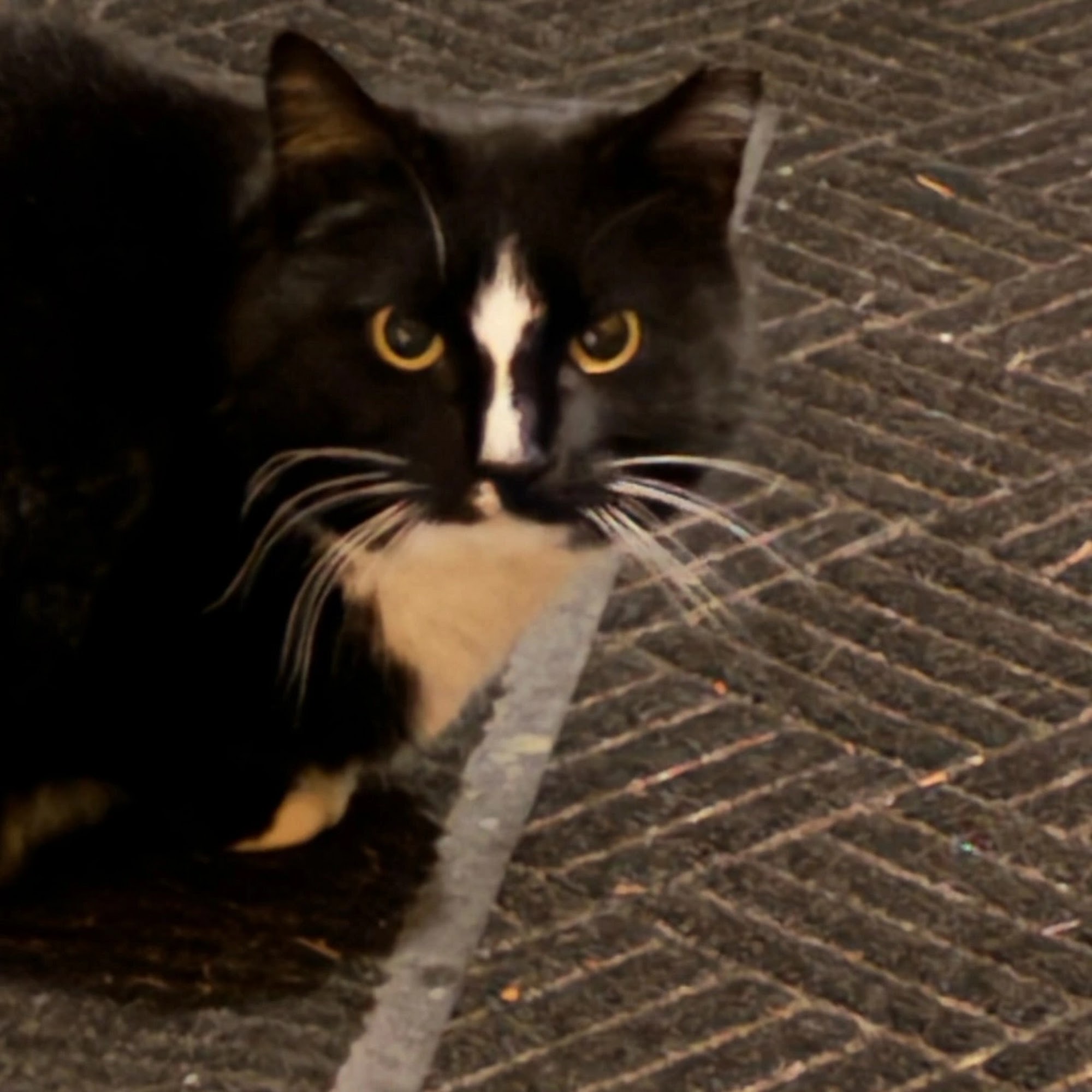 Homeward Bound Pet Adoption Center Blackwood