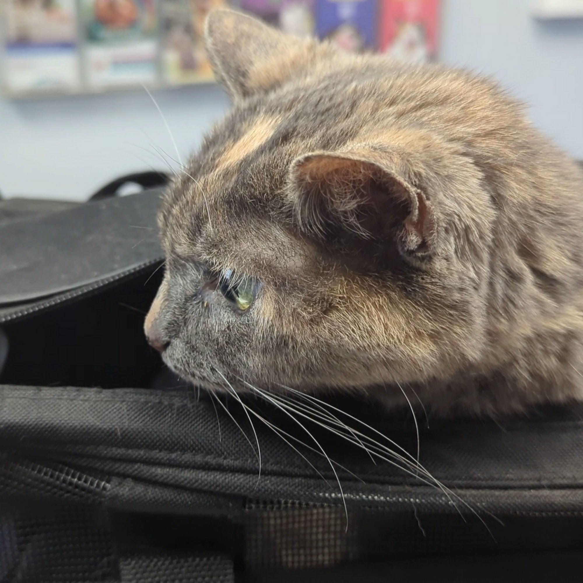 Essex Animal Hospital Bloomfield