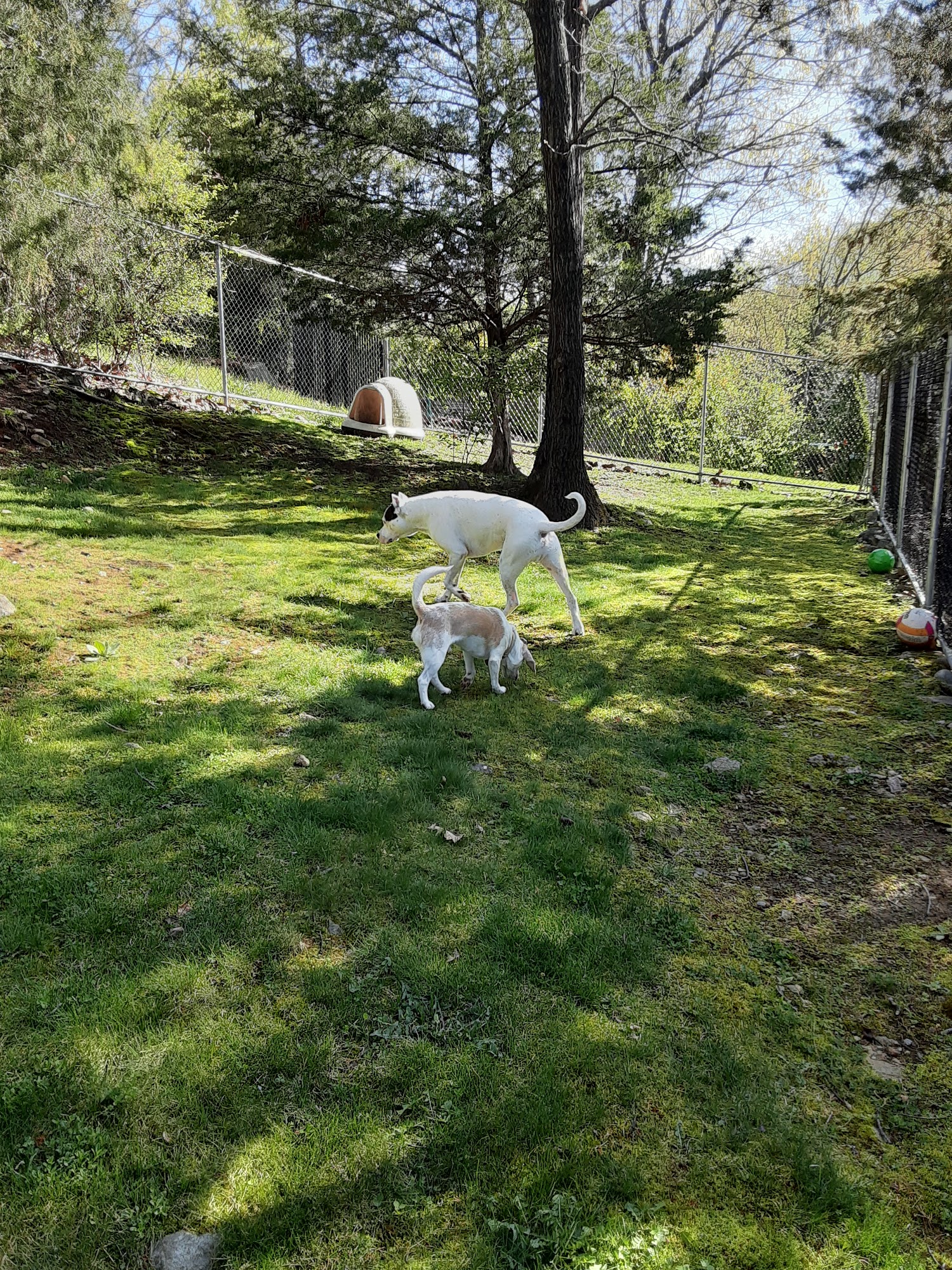 The Dog Tamer Bloomingdale