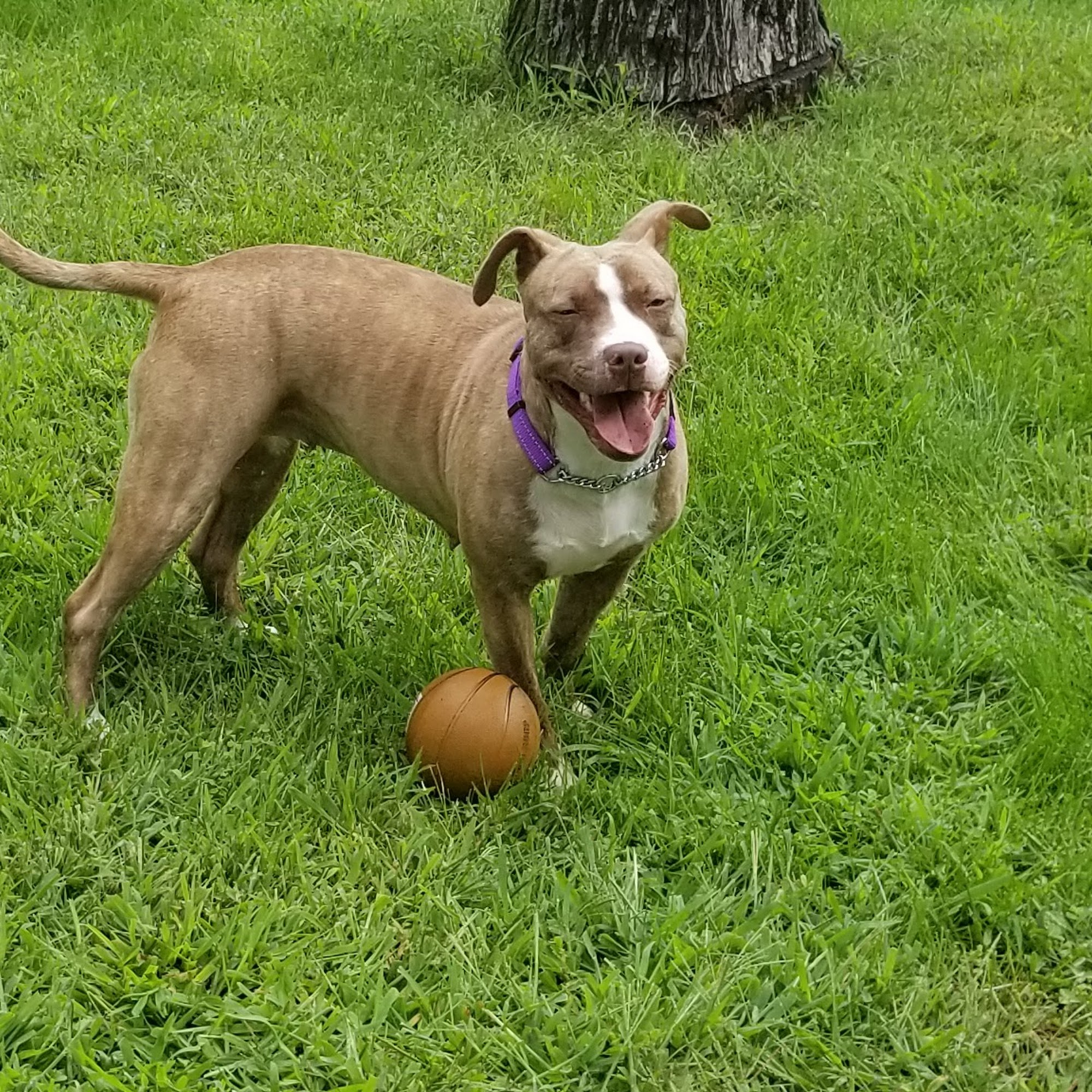 Bloomingdale Animal Hospital Bloomingdale