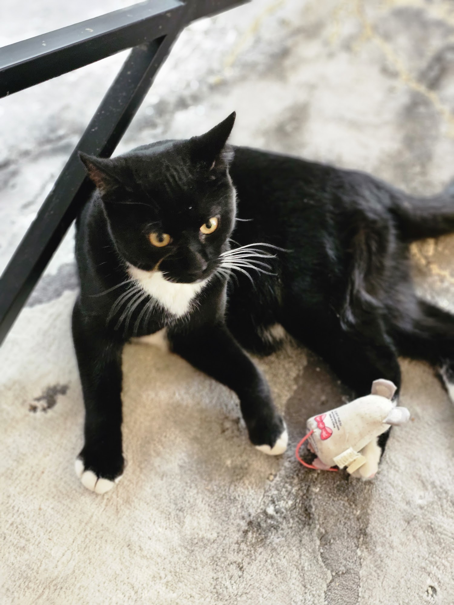 The North Jersey Community Animal Shelter Bloomingdale