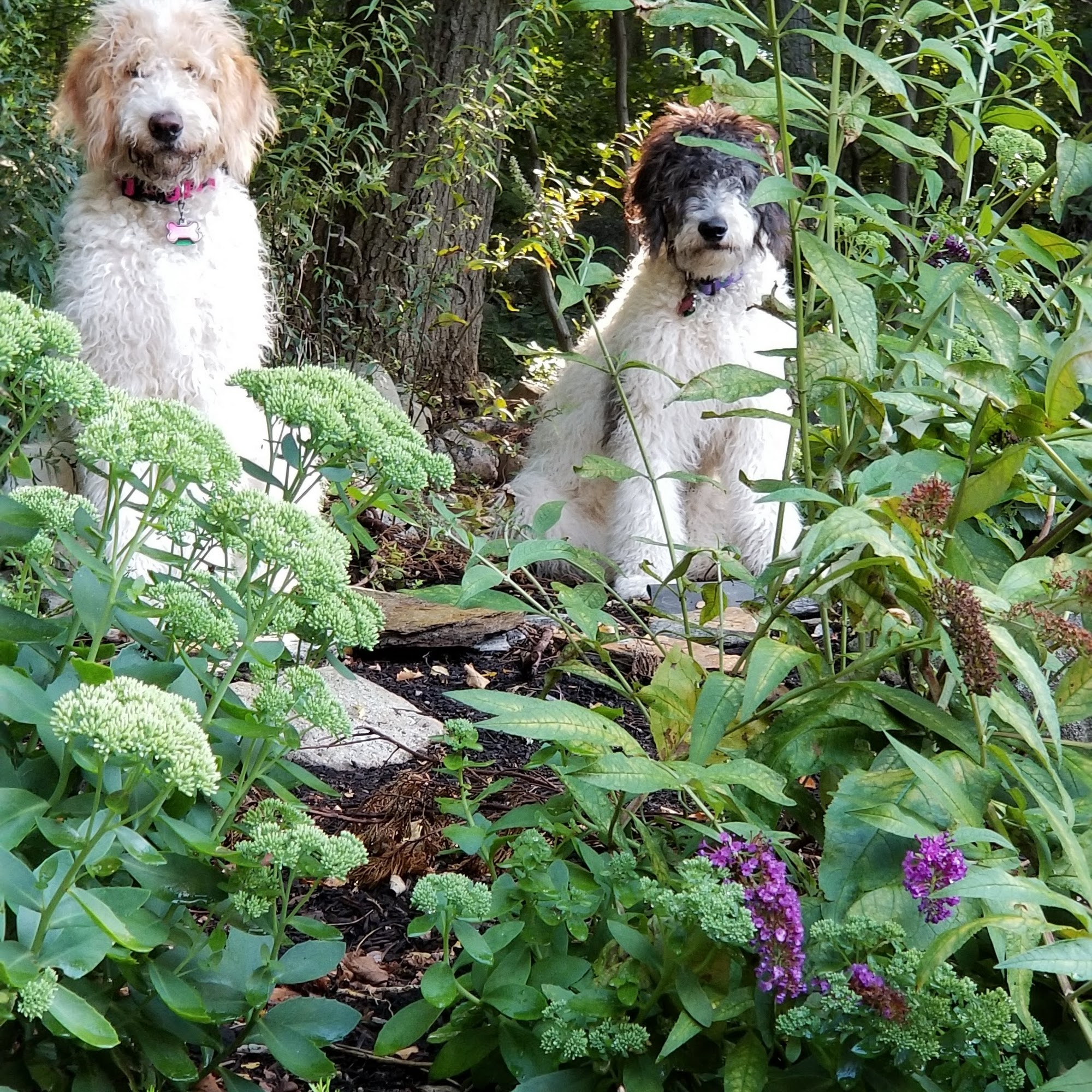 Morris Hills Veterinary Clinic Boonton