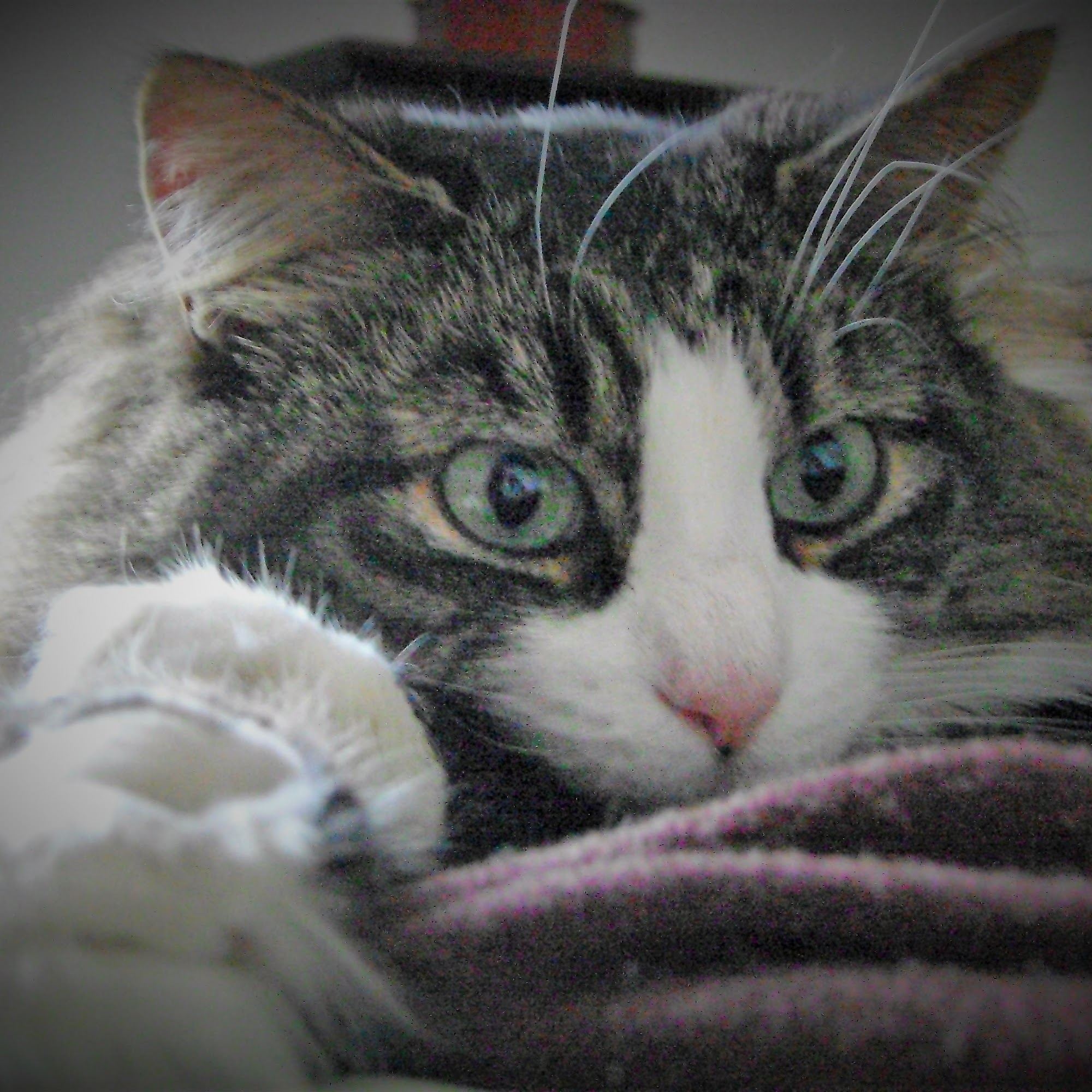 Wonderful Pets Grooming Bound Brook