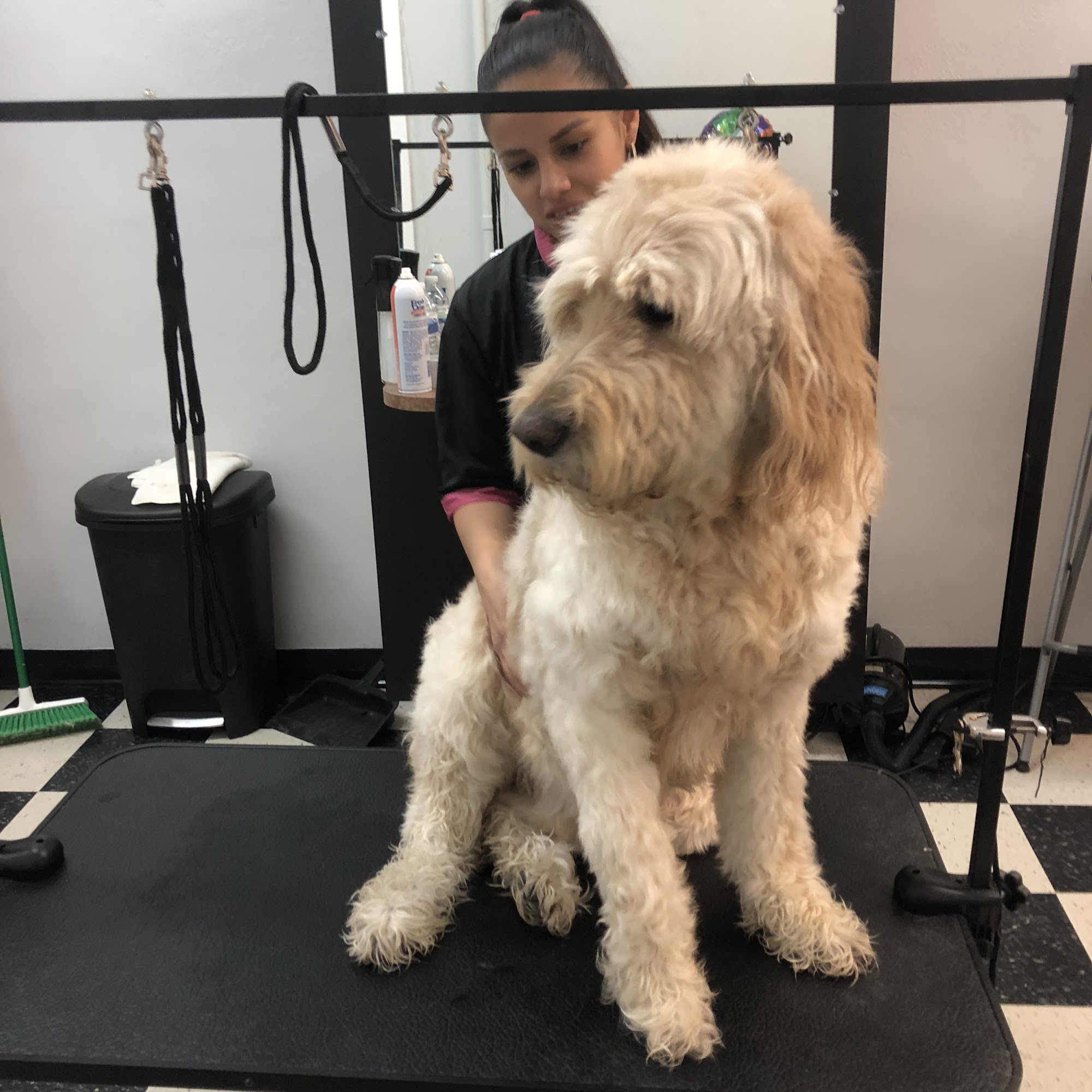 Pet Spaw Services Bound Brook