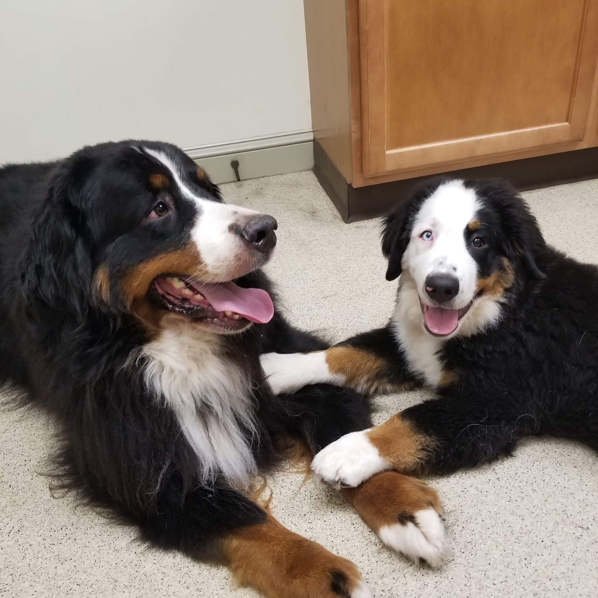 Branchville Country Vet Clinic Branchville