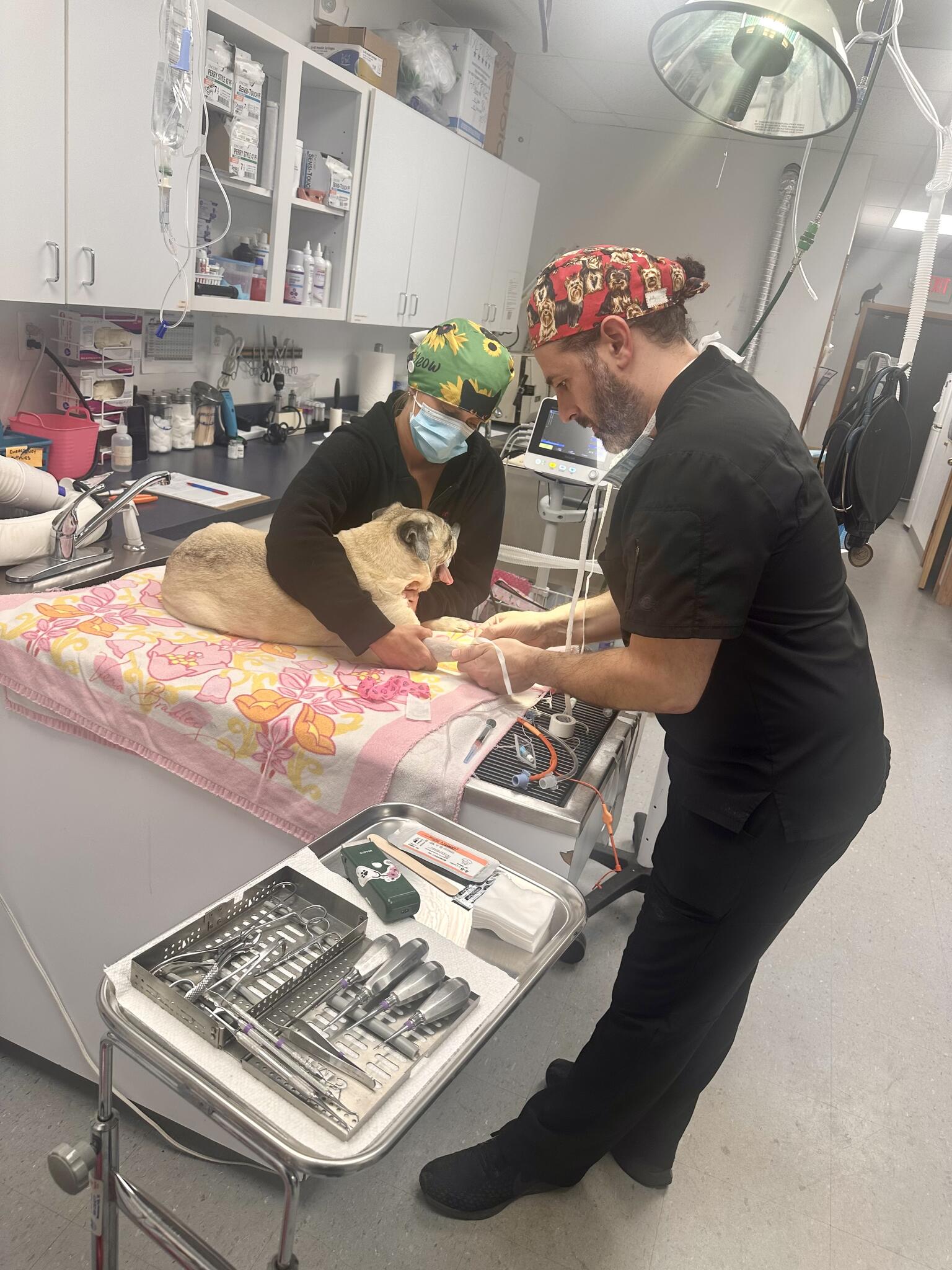 Furry Friends Mobile Vet, LLC Brick