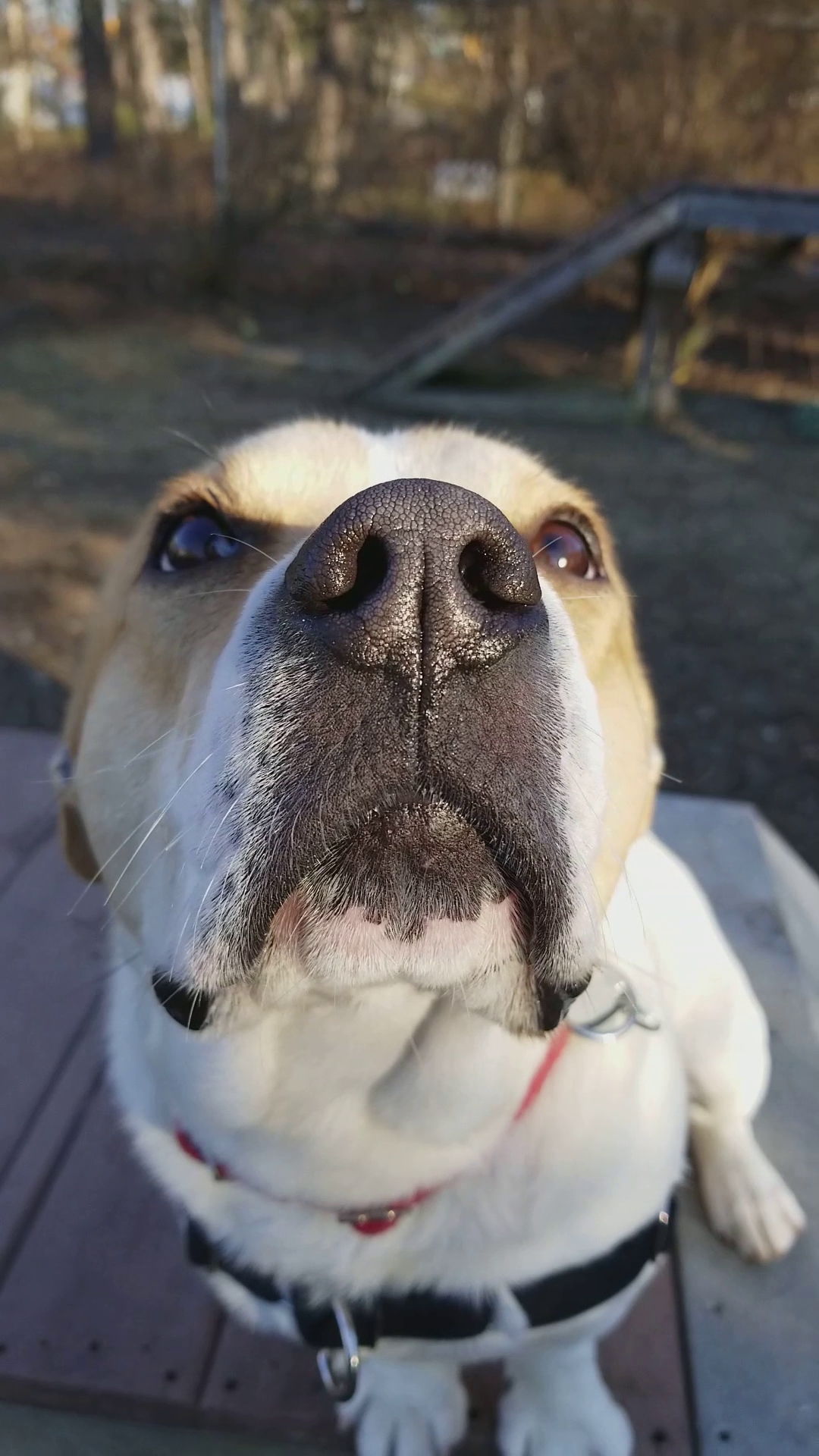 Jersey Shore Animal Center Brick