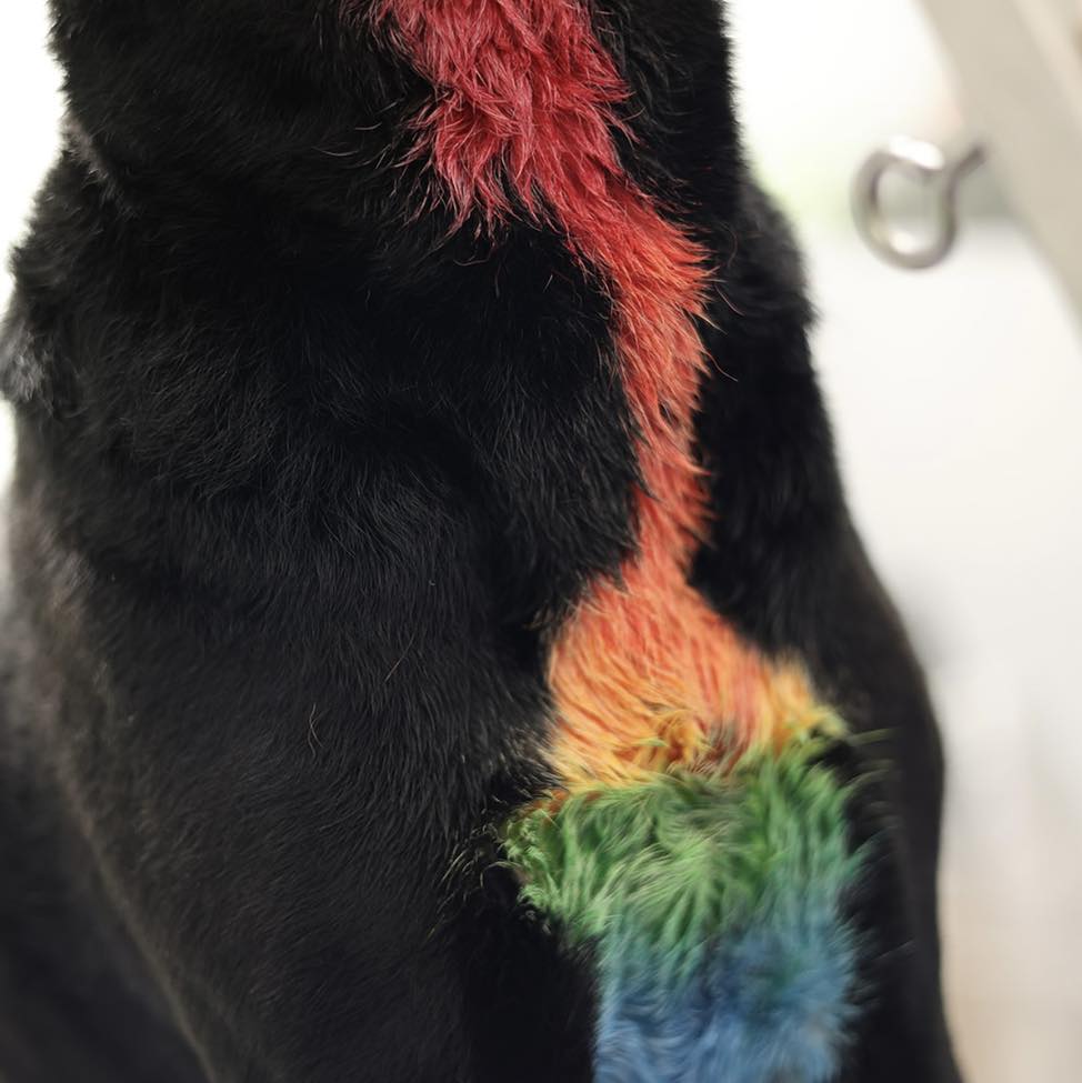 Doggie Styles by Jenny Brick