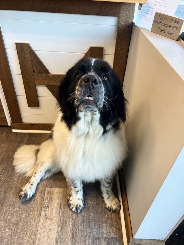 The Mutt Hut Dog Grooming Salon & Mobile Brick