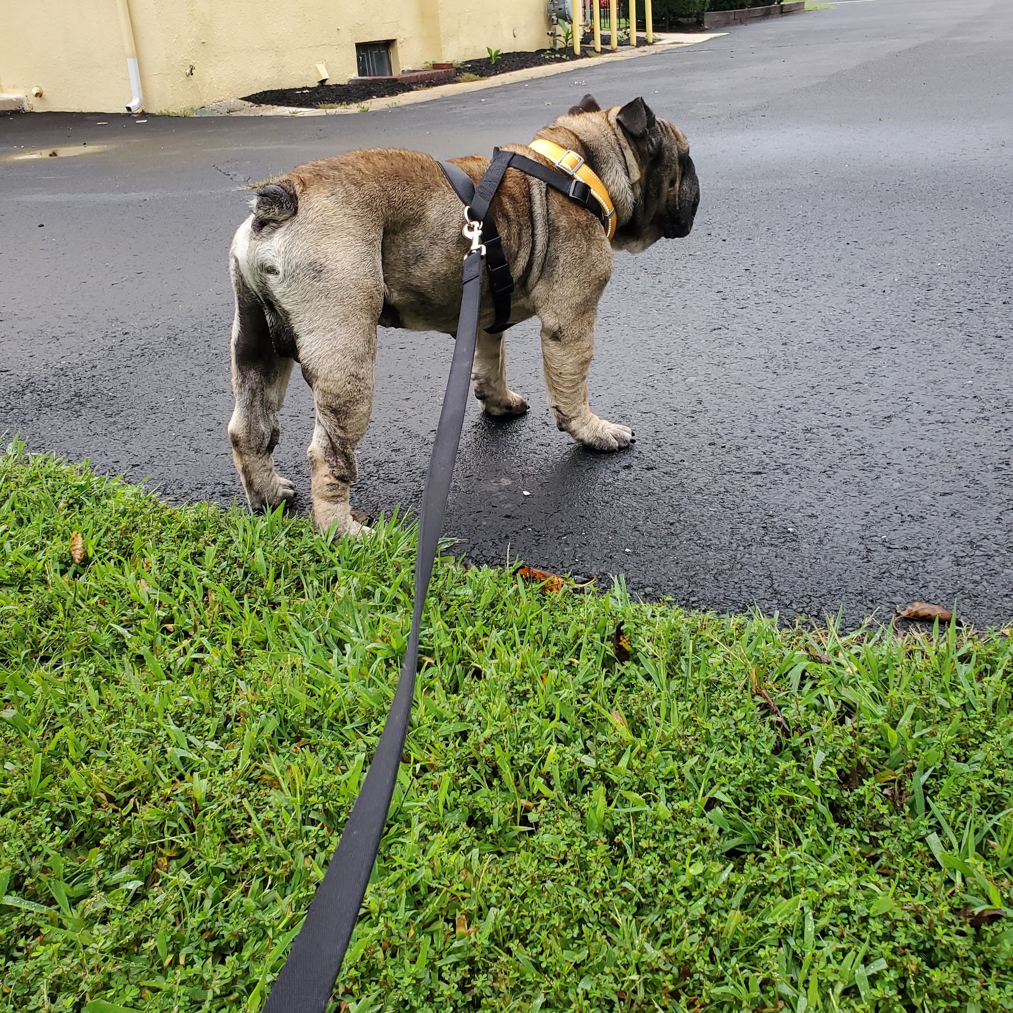 Hopewell Veterinary Hospital Bridgeton