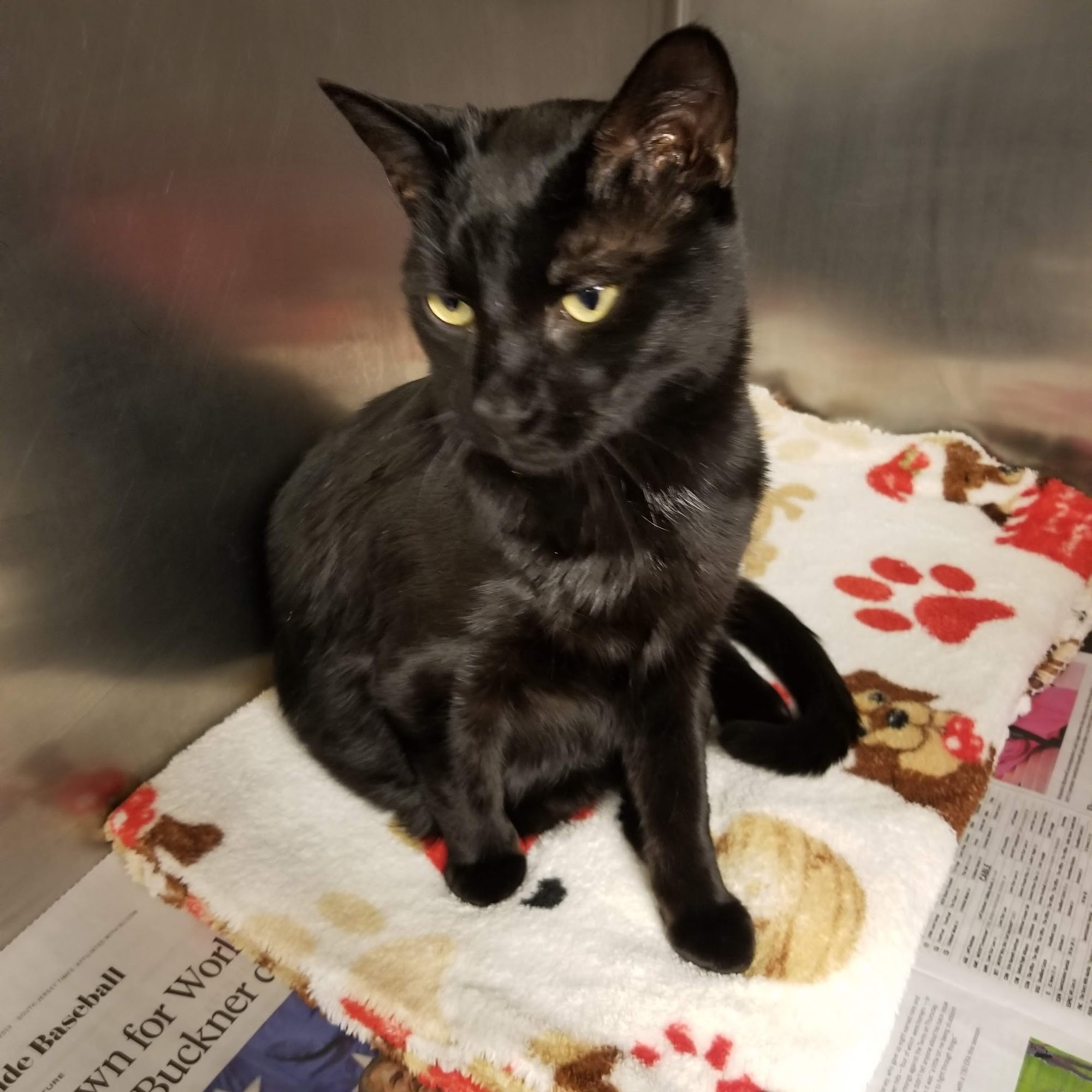 Wilwynn Animal Hospital Bridgeton