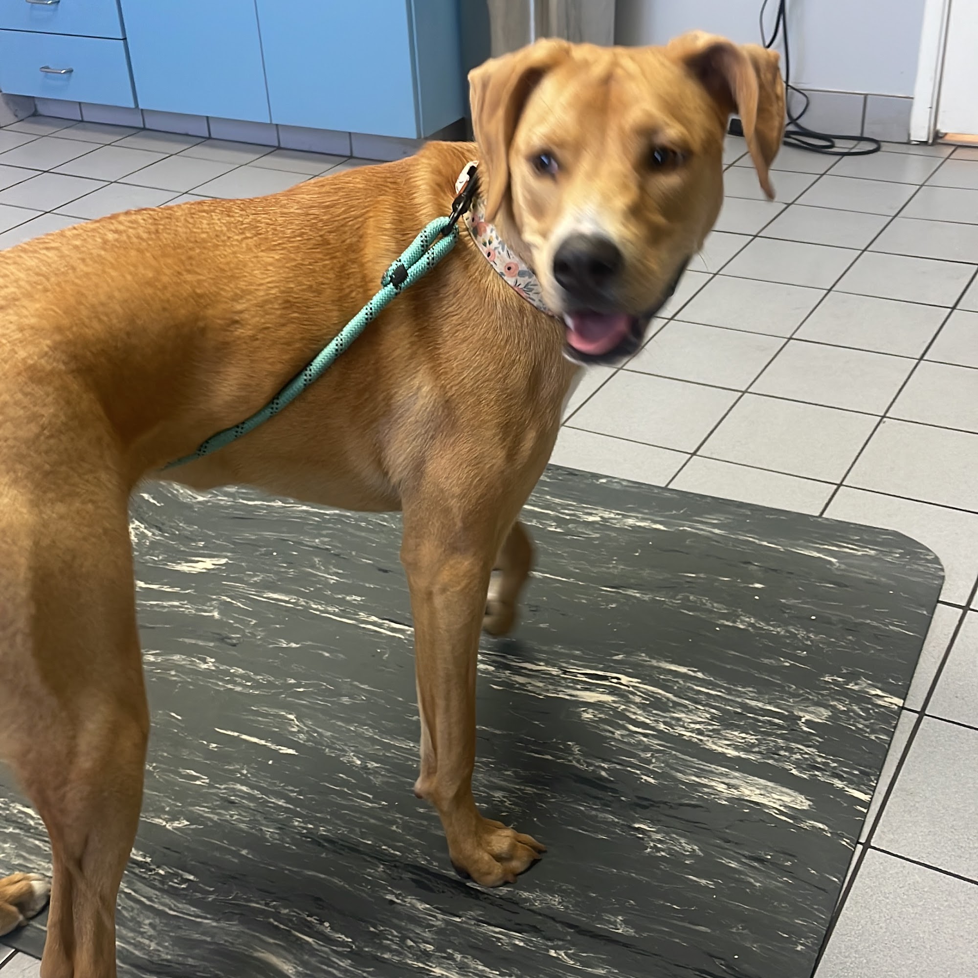 Somerset Veterinary Group Bridgewater