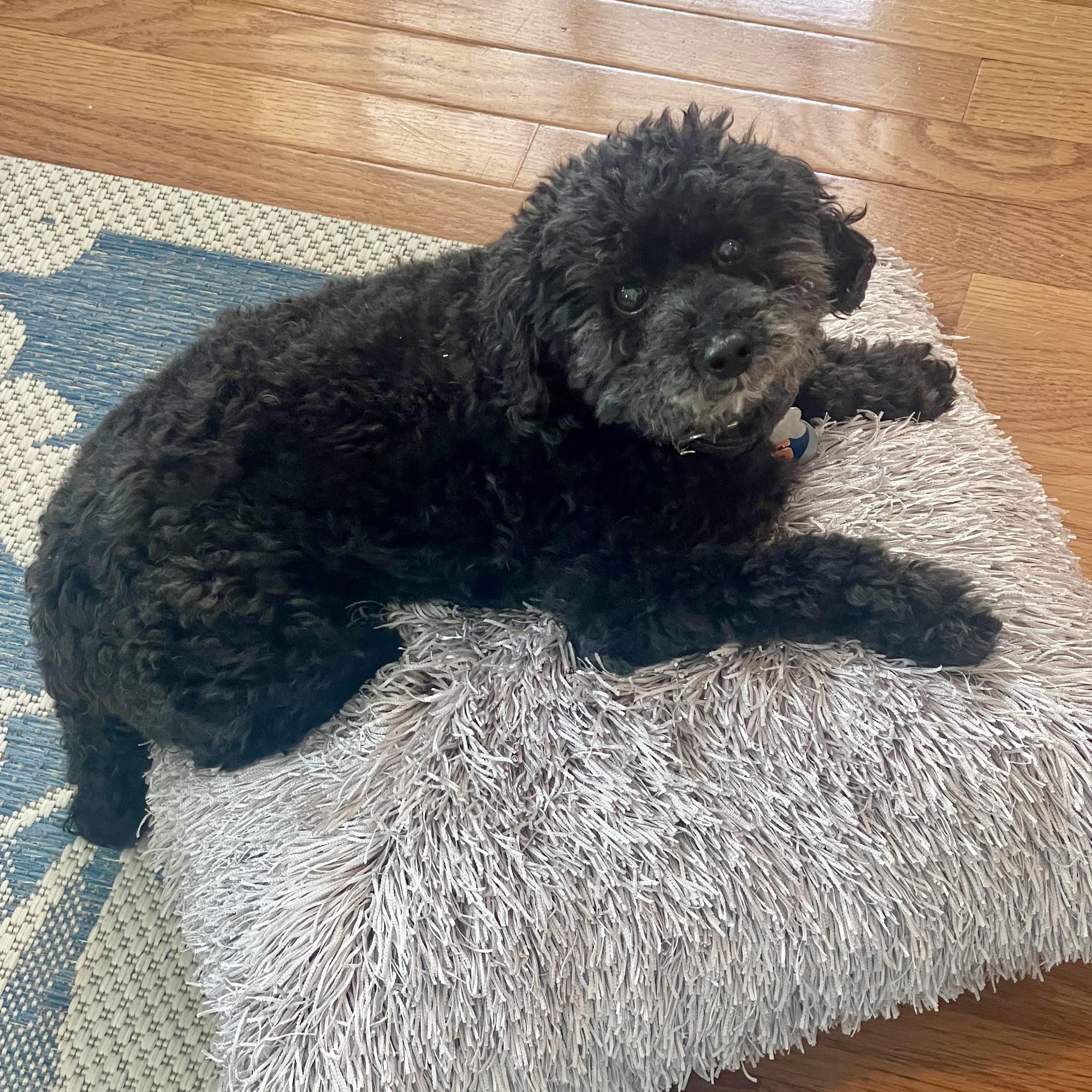 Brielle Animal Clinic Brielle