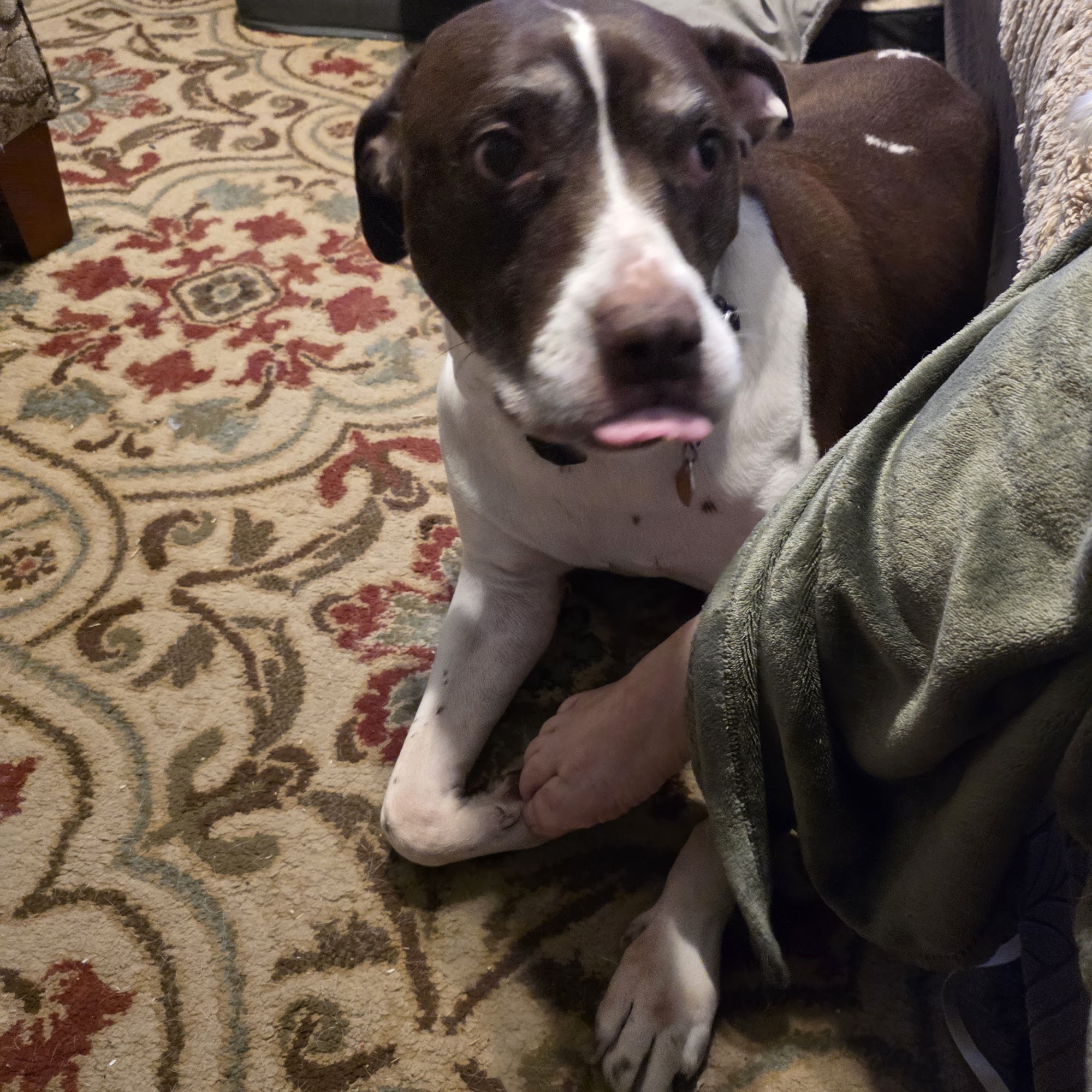 Paws 'N Claws Veterinary Clinic LLC Burlington