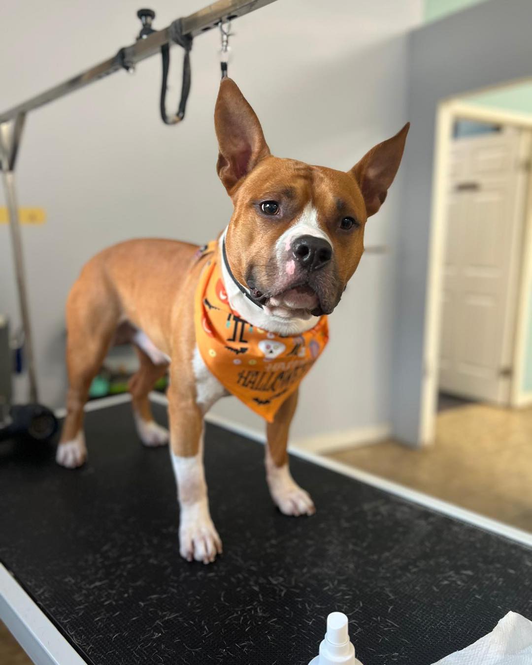 Doggyland Grooming Burlington