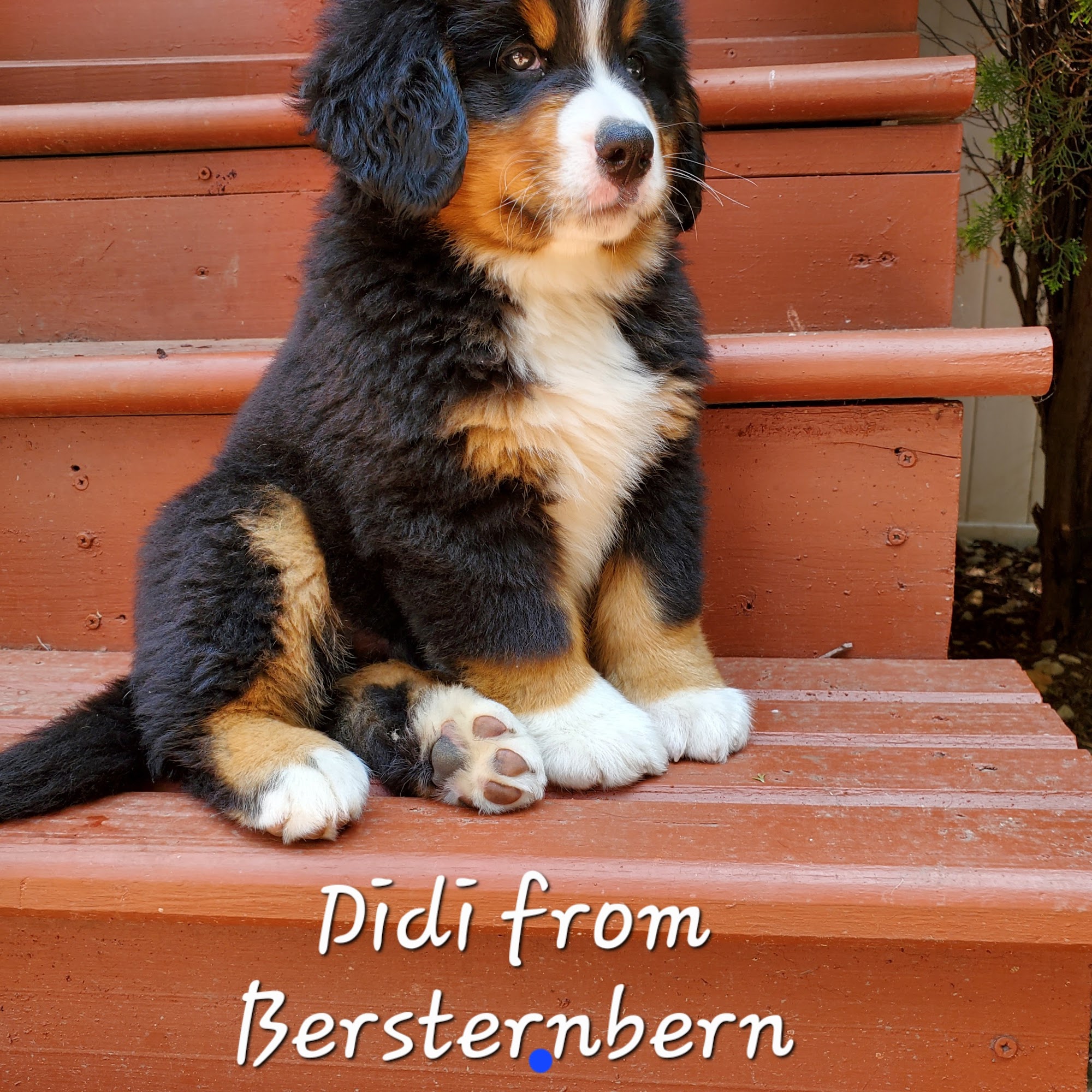 Happy Pets NJ Burlington