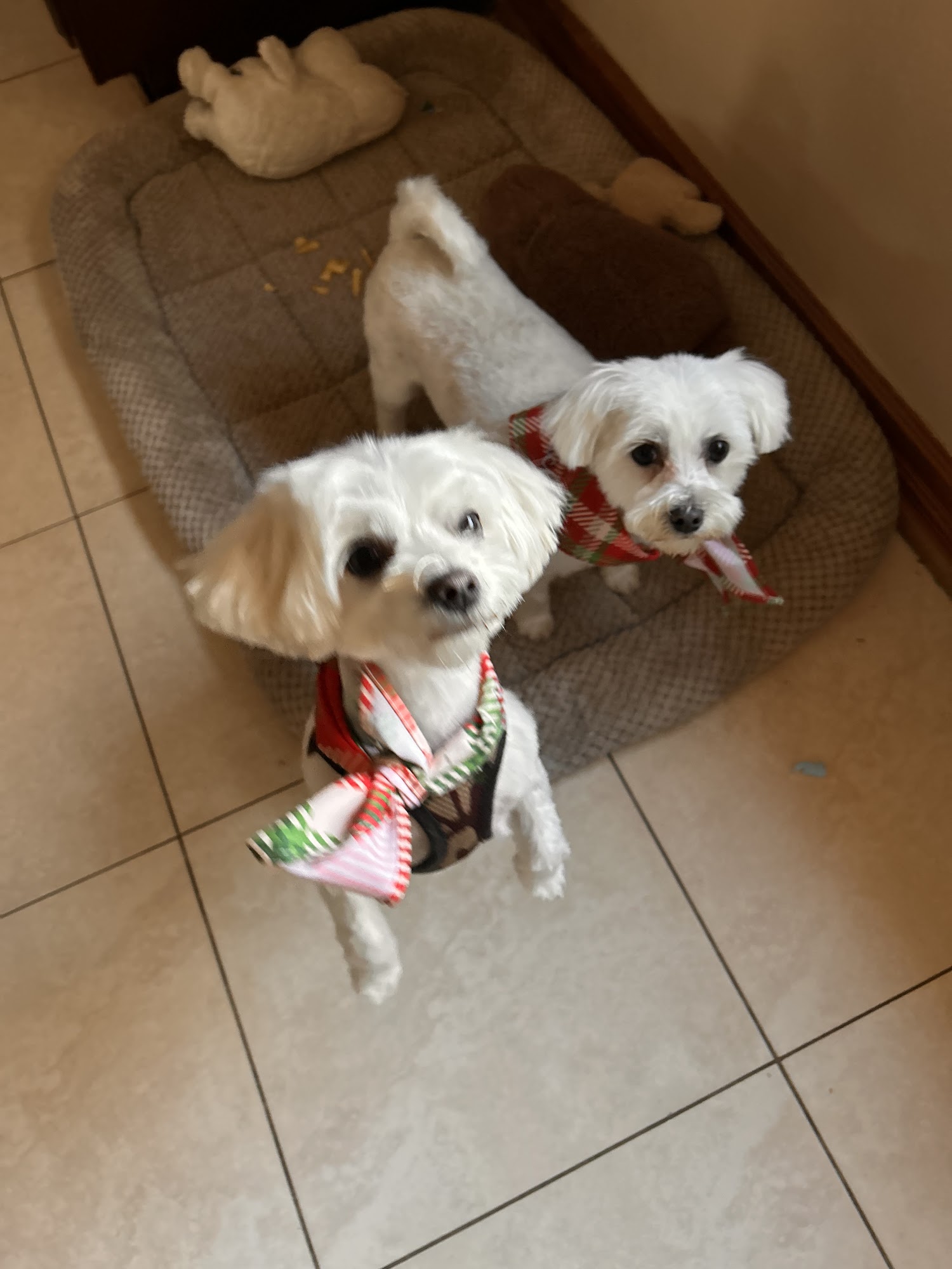 Pupcake Grooming & Dog Bakery Caldwell