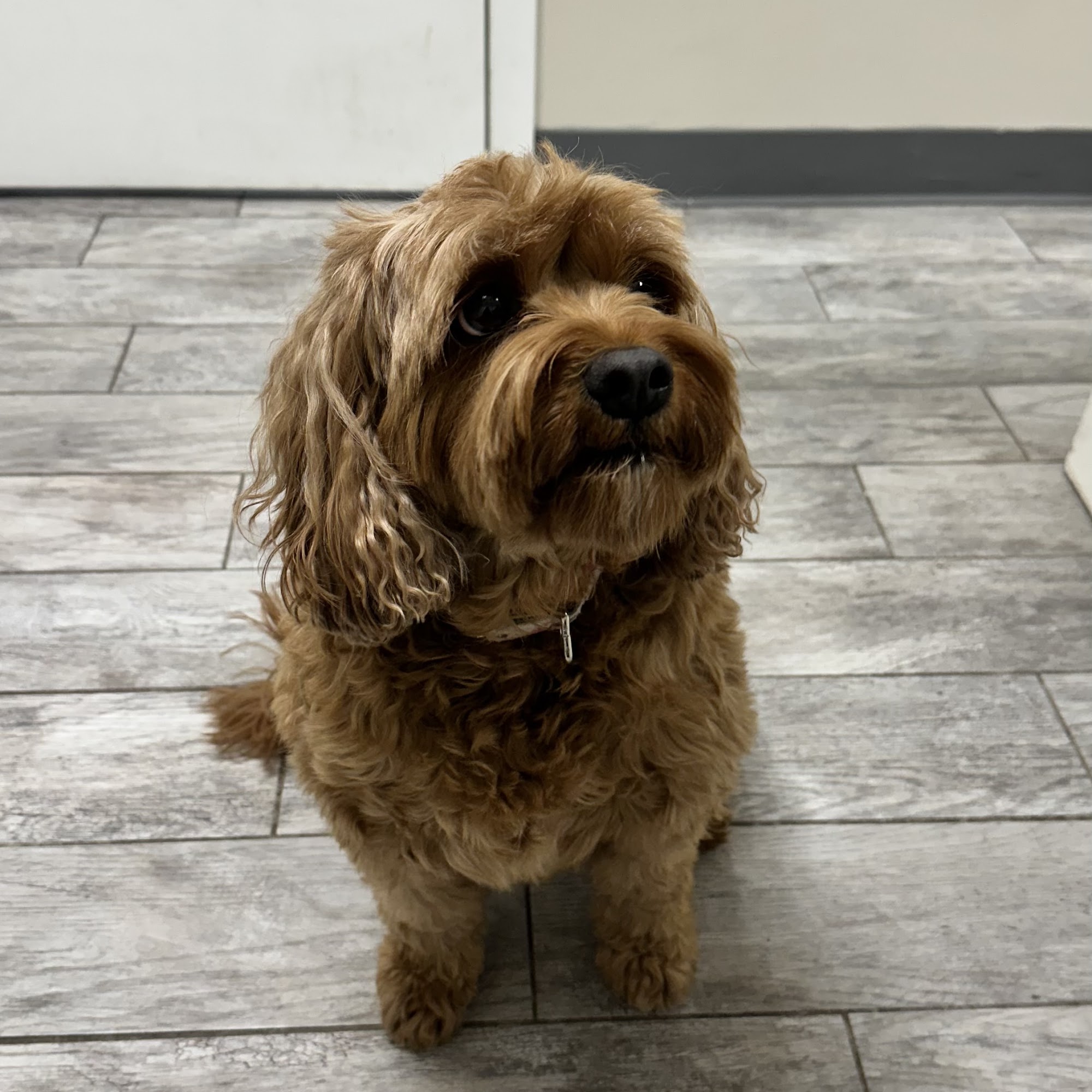 Veterinary Medical Center Caldwell