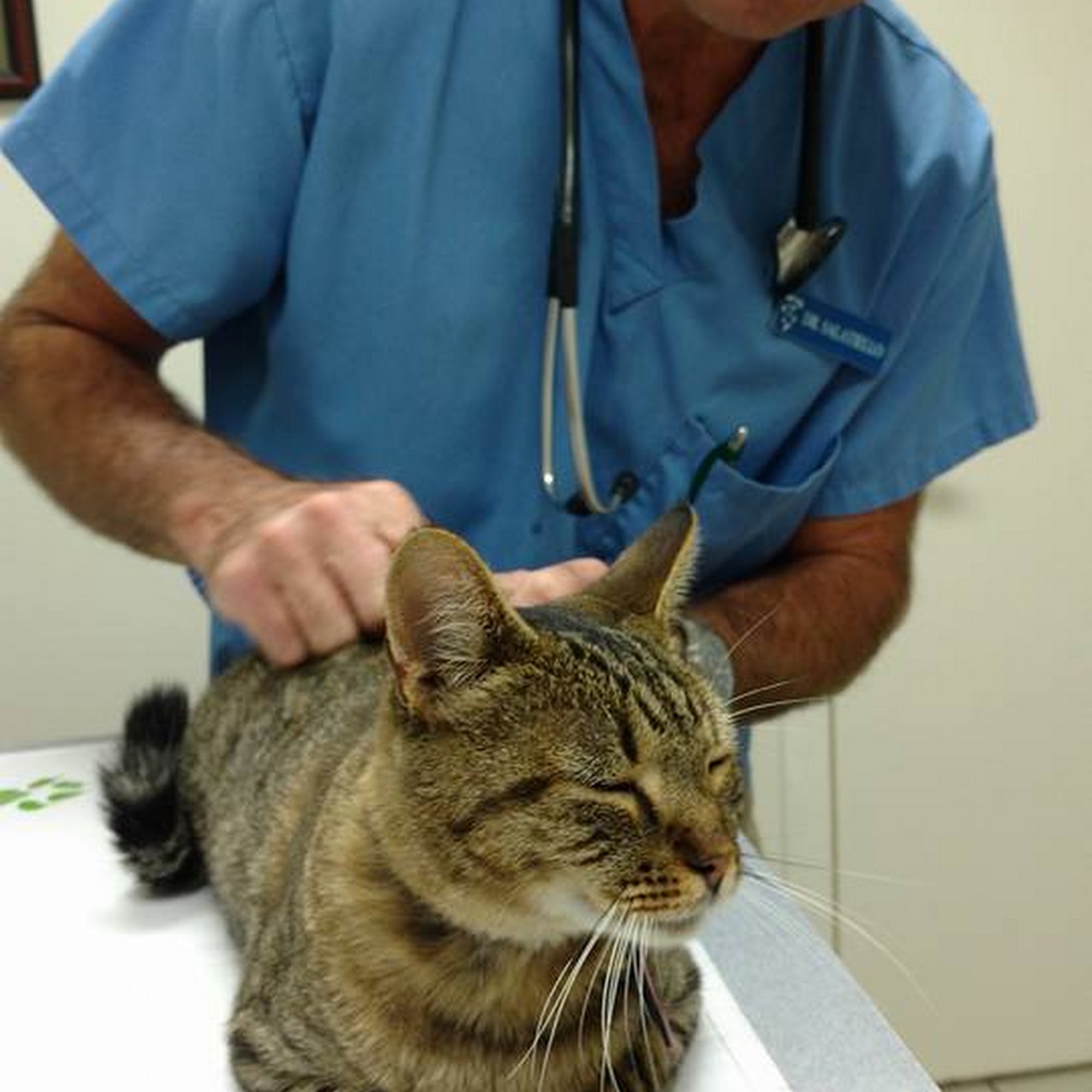 Califon Animal Hospital Califon