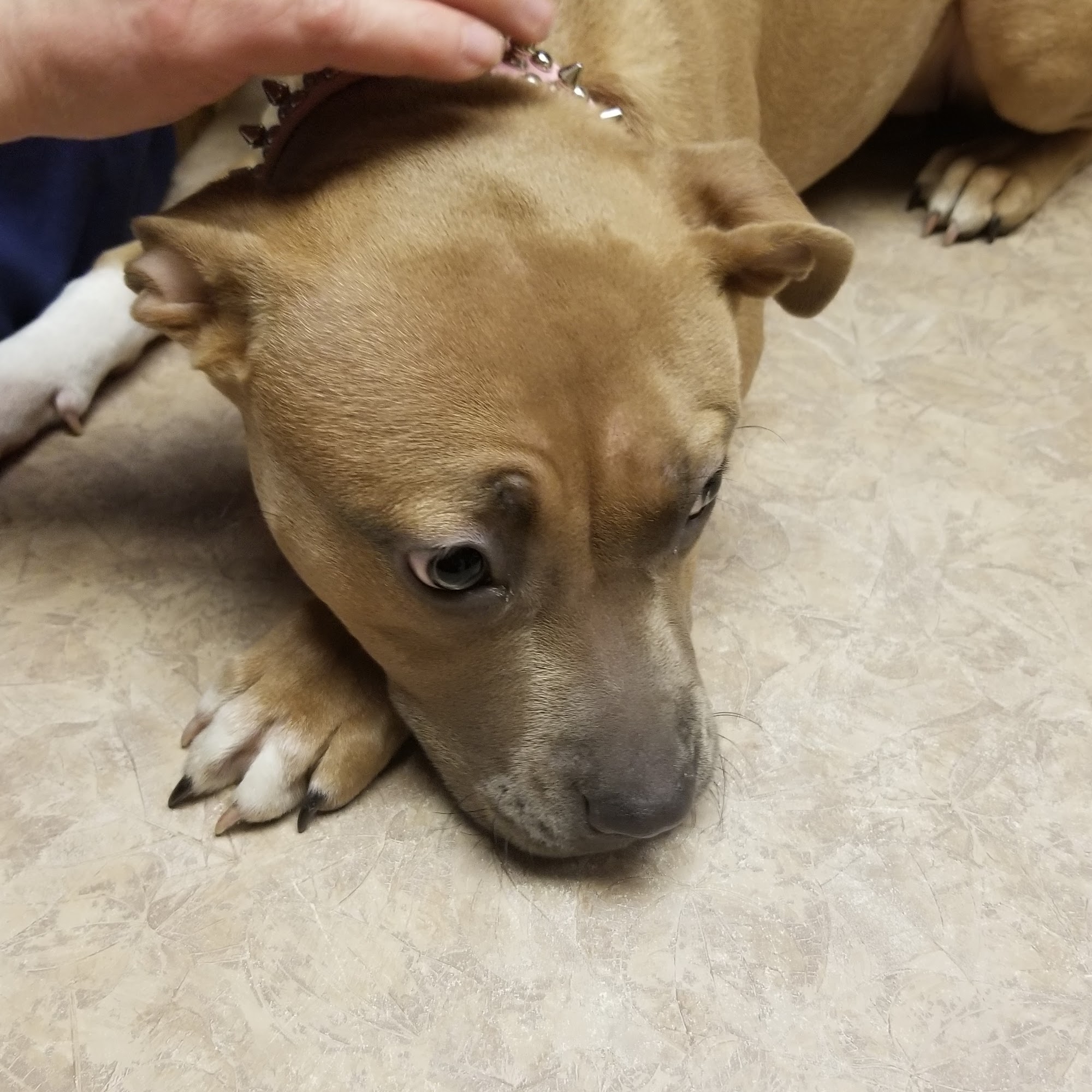 Sheehan Veterinary Centre Camden