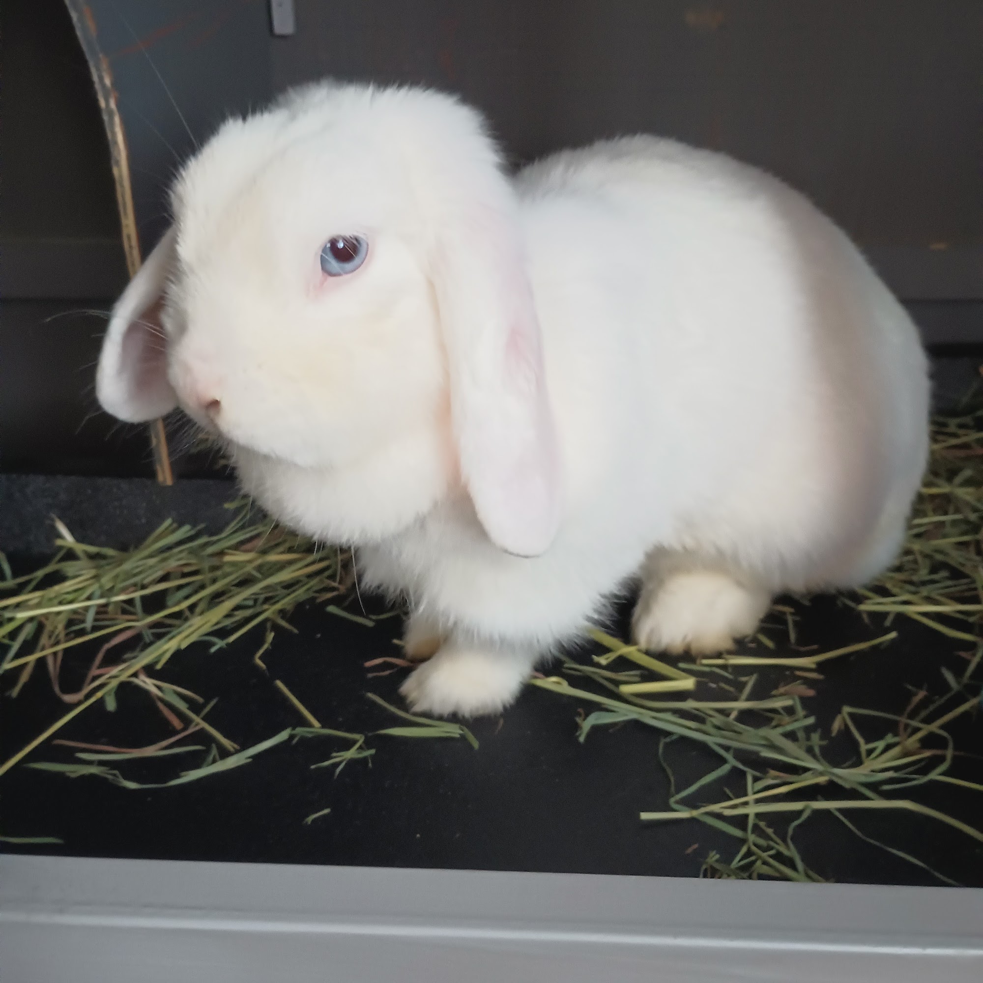 Cape May Veterinary Hospital Cape May