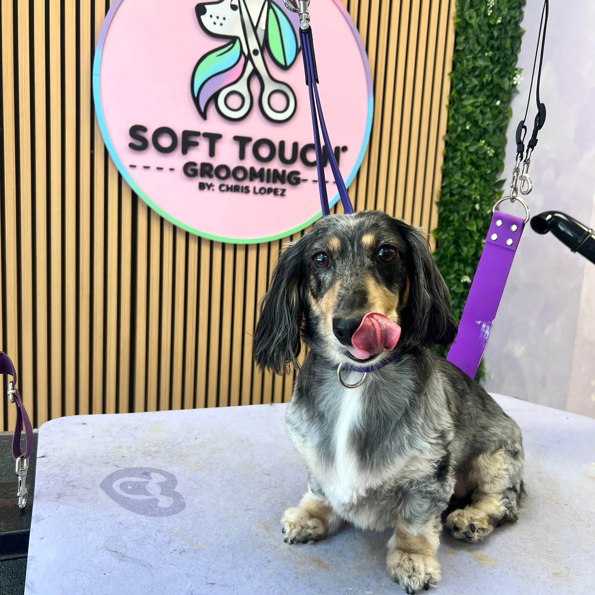 Bella's Grooming Carteret