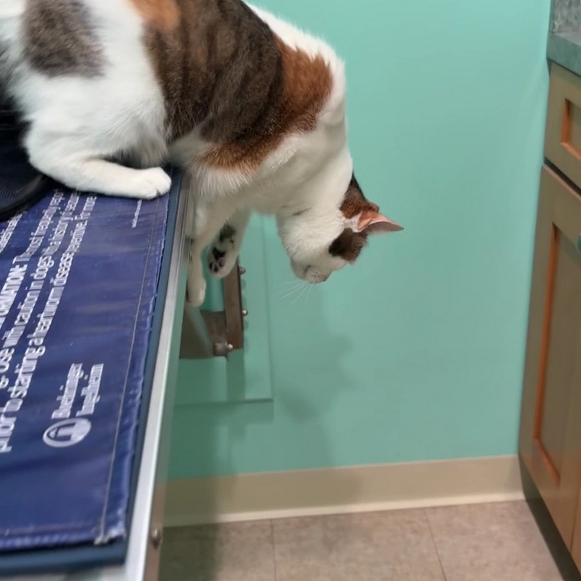 Well Pet Animal Hospital Cedar Grove