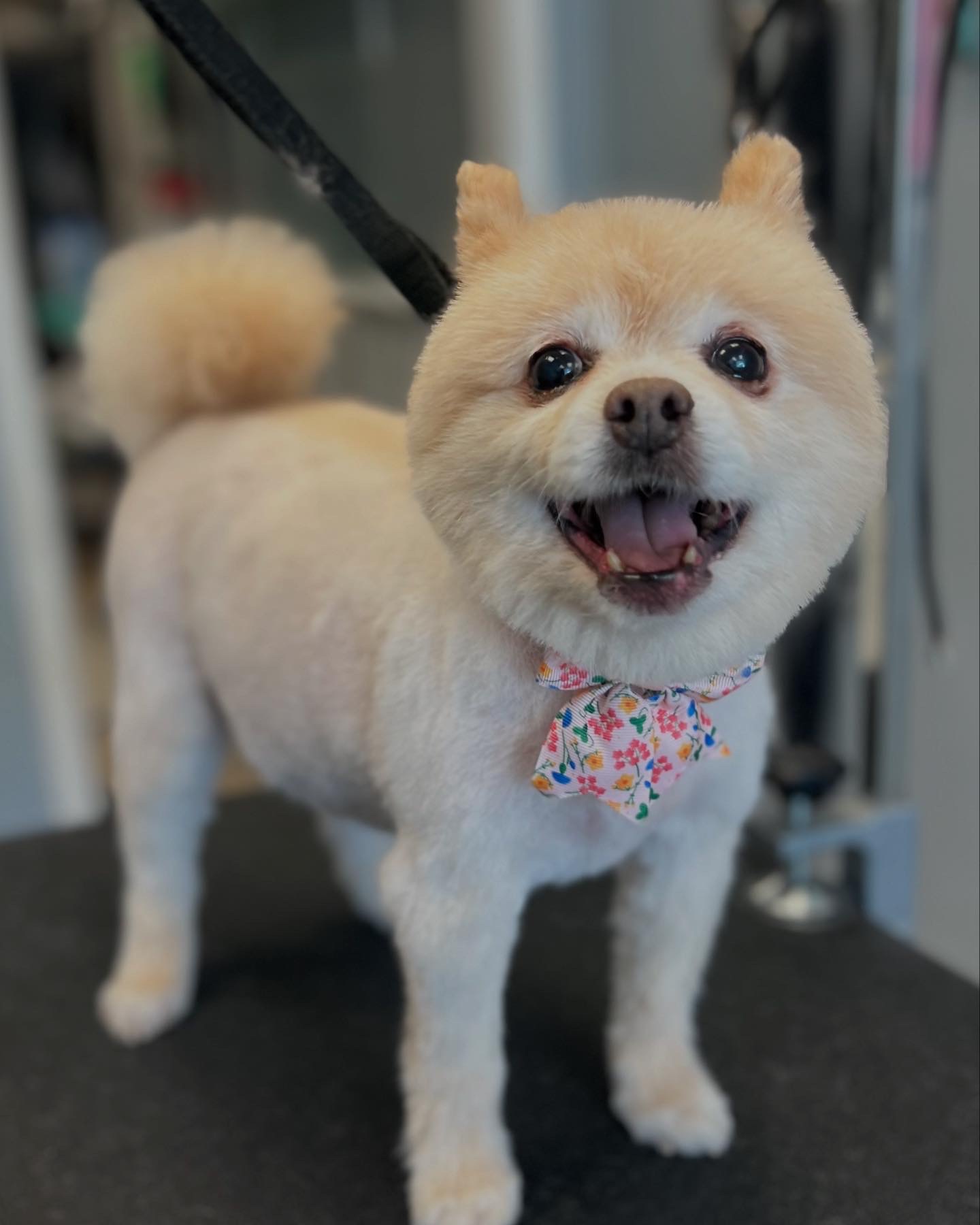 Pawticular Pets Dog Grooming Cedar Grove