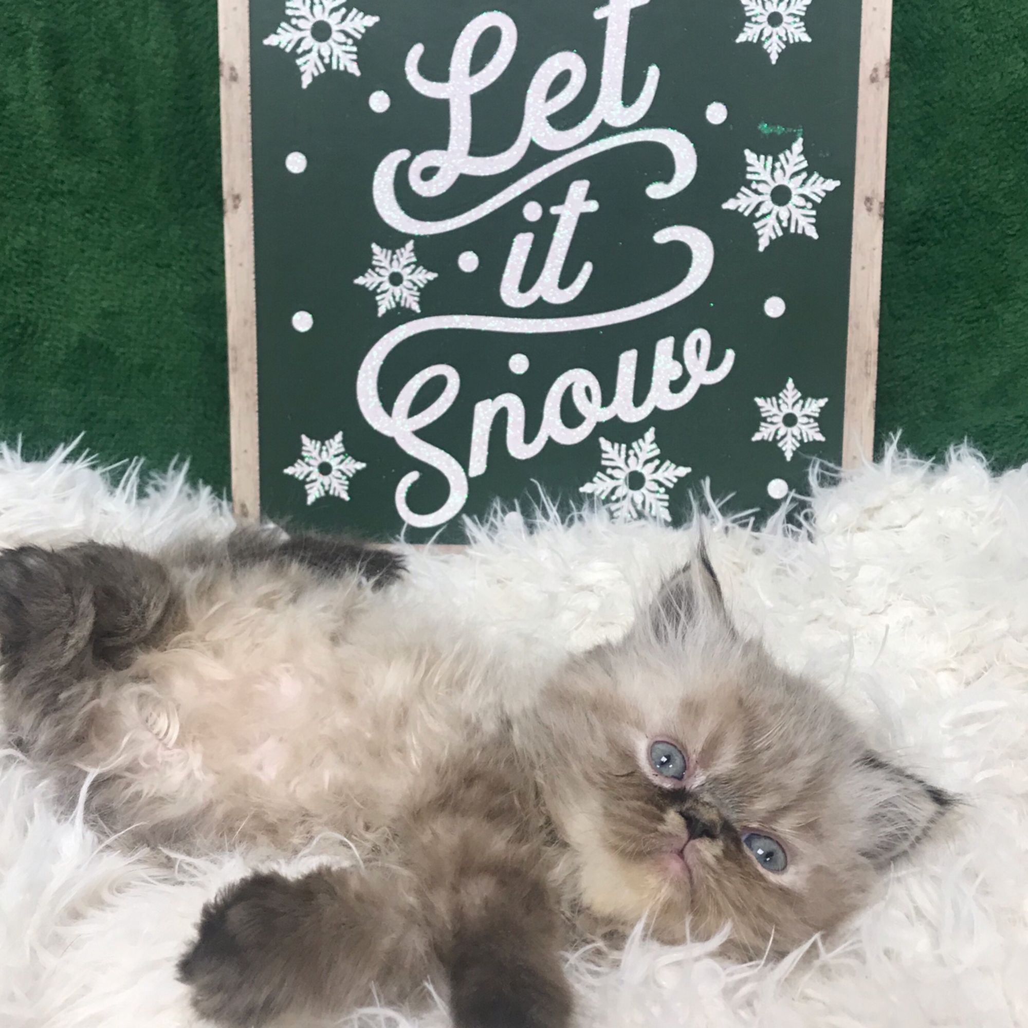 KHLOE’S KITTENS - Persian kittens for sale, Himalayan kittens for sale, Exotic kittens for sale Cedar Grove
